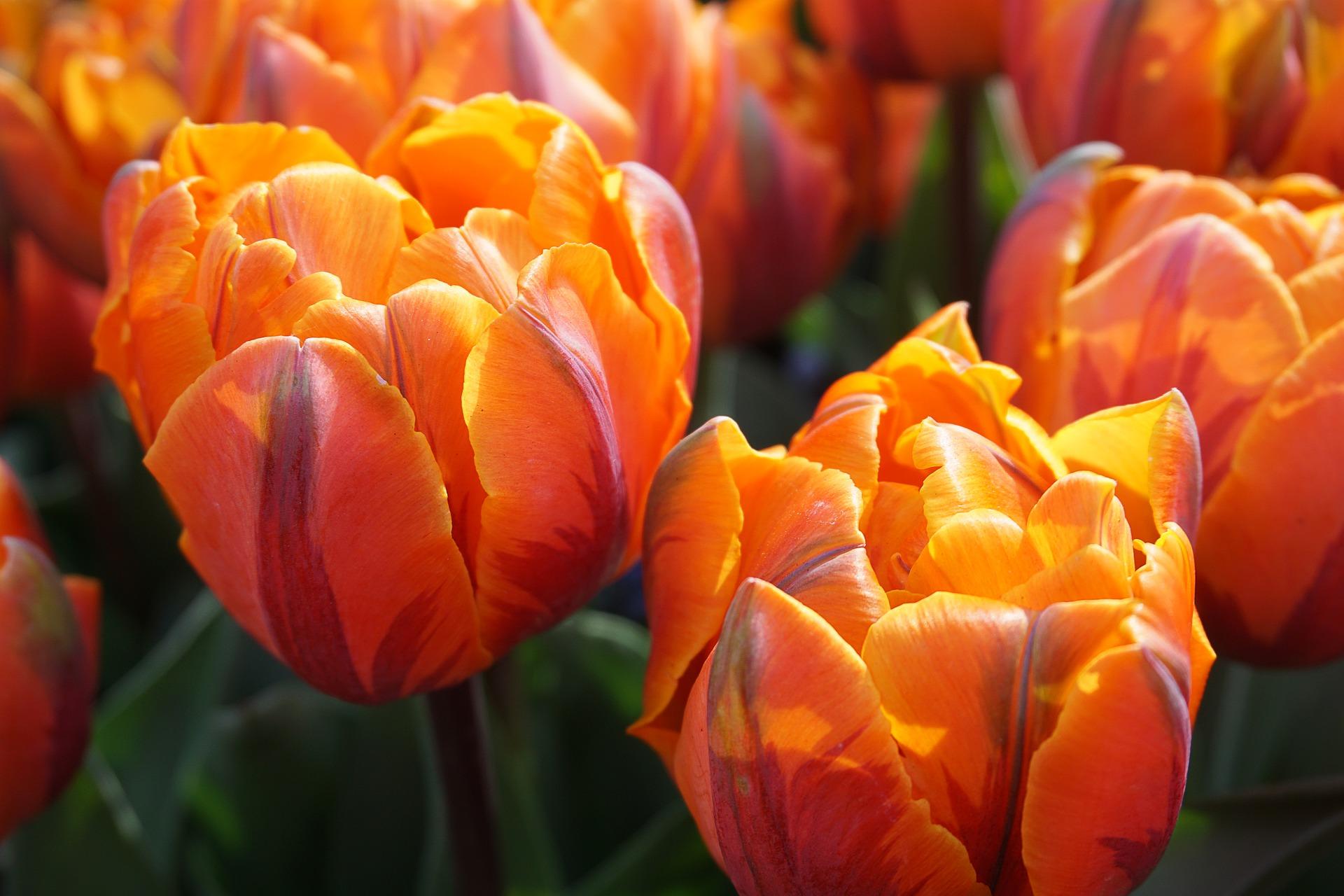 Tulip Double Late 'Orange Princess' - Tulip from Leo Berbee Bulb Company