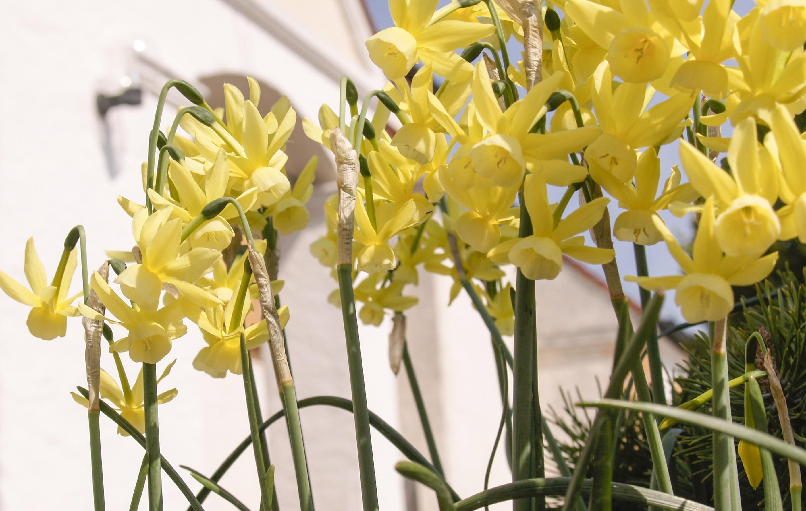 Daffodil Triandrus 'Hawera' - from Leo Berbee Bulb Company