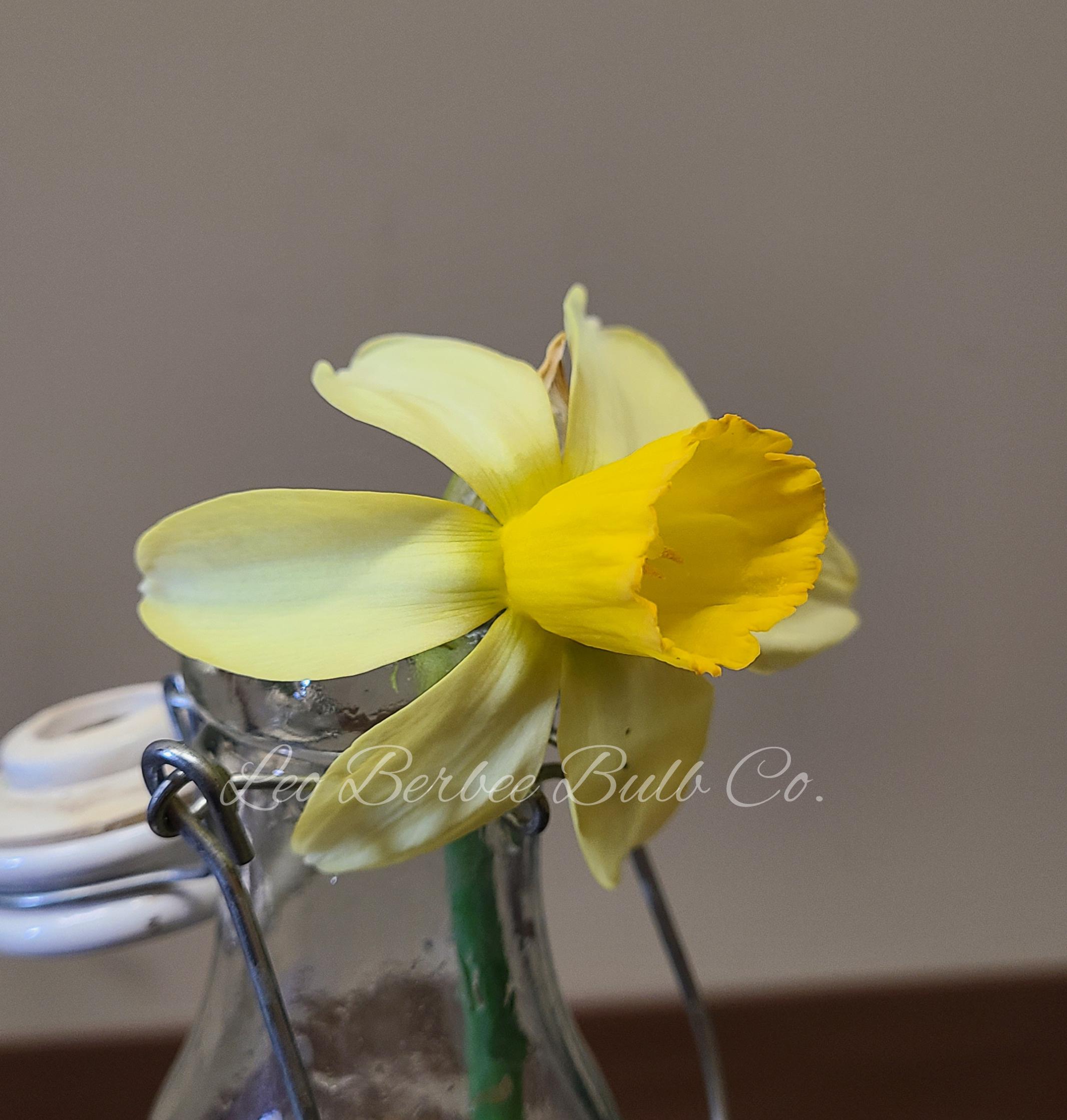 Daffodil Cyclmineus 'Carice' - from Leo Berbee Bulb Company