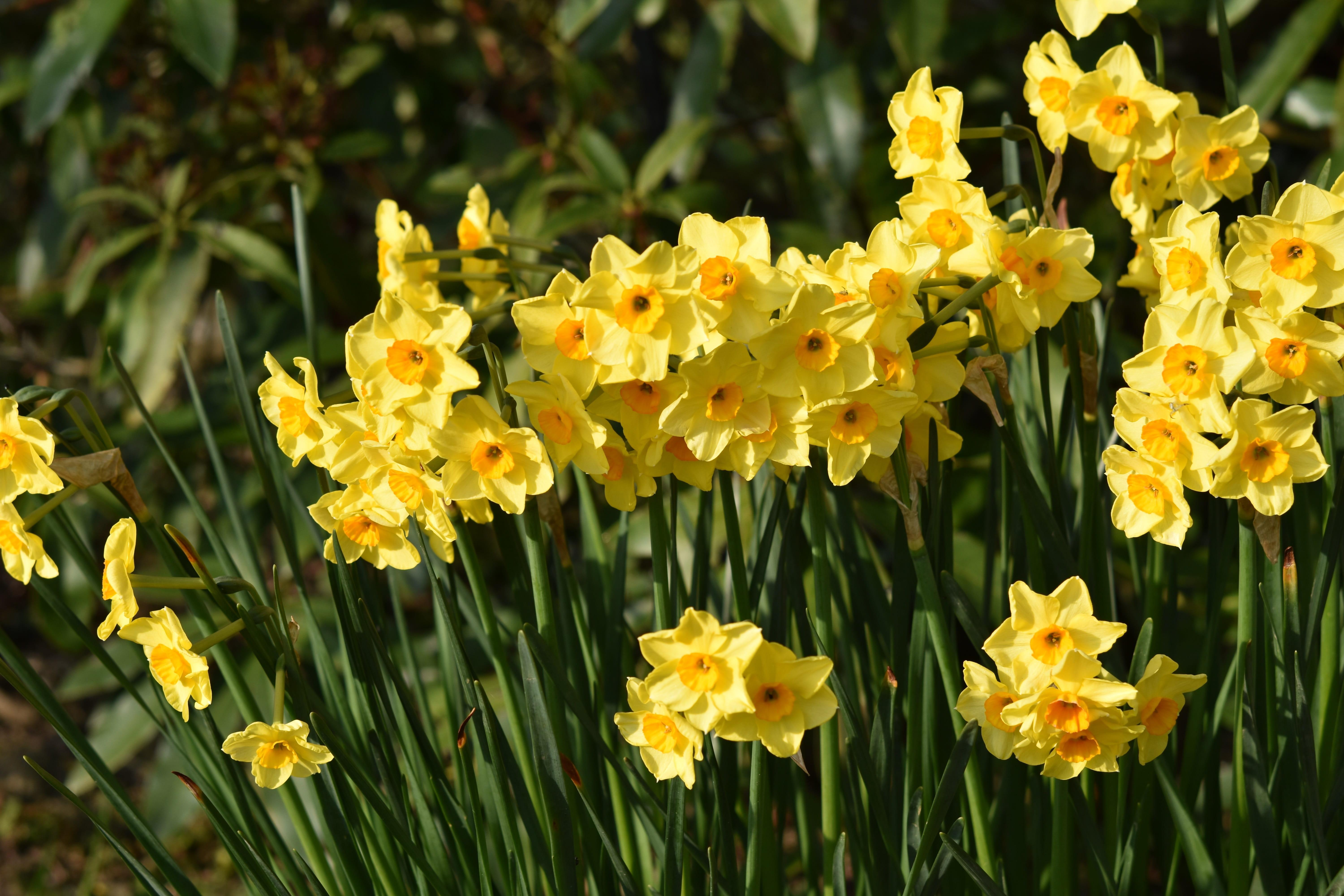 Daffodil Jonquilla 'Sundisc' - from Leo Berbee Bulb Company