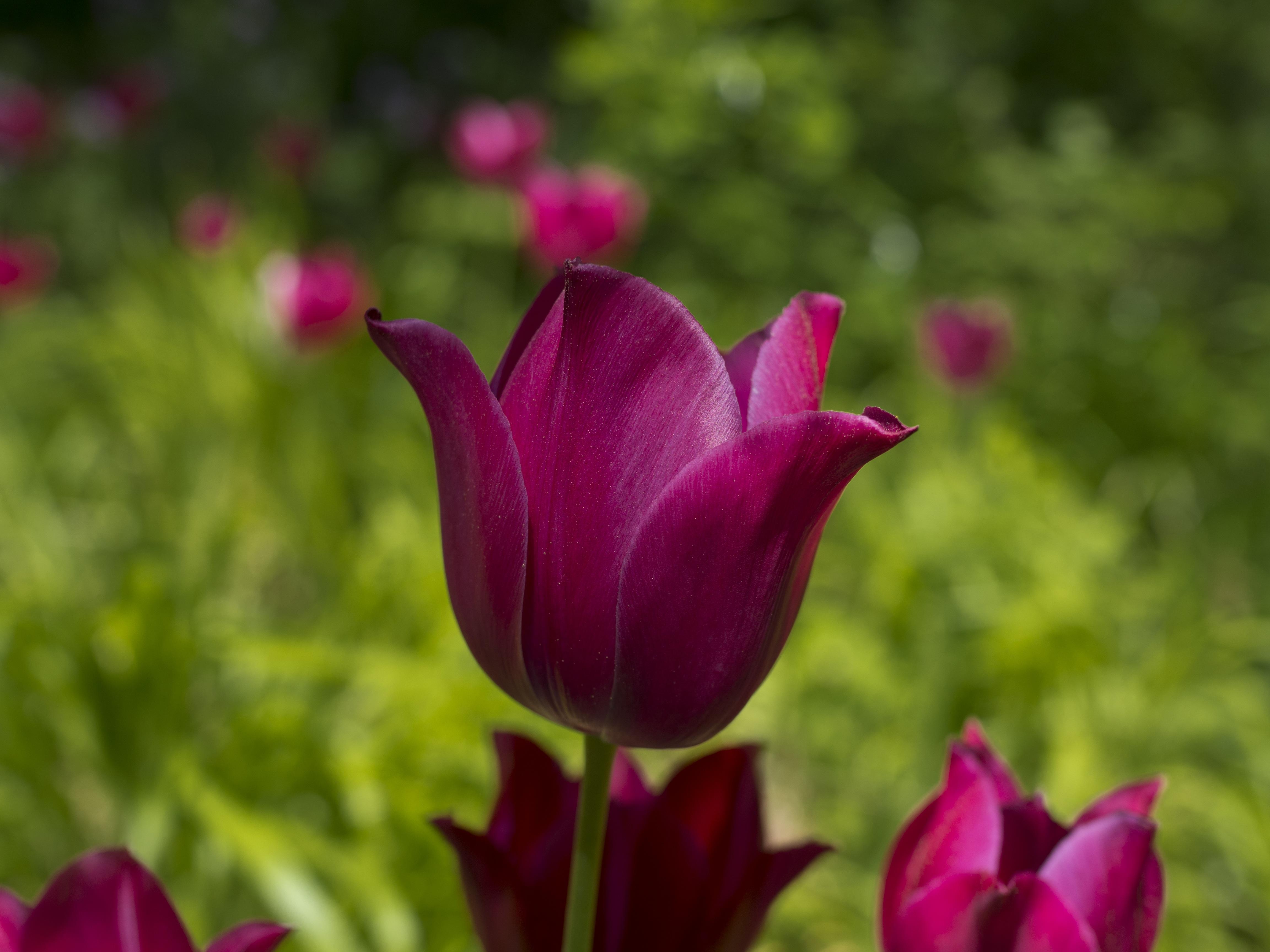 Tulip Bunchflowering 'Night Club' - Tulip from Leo Berbee Bulb Company