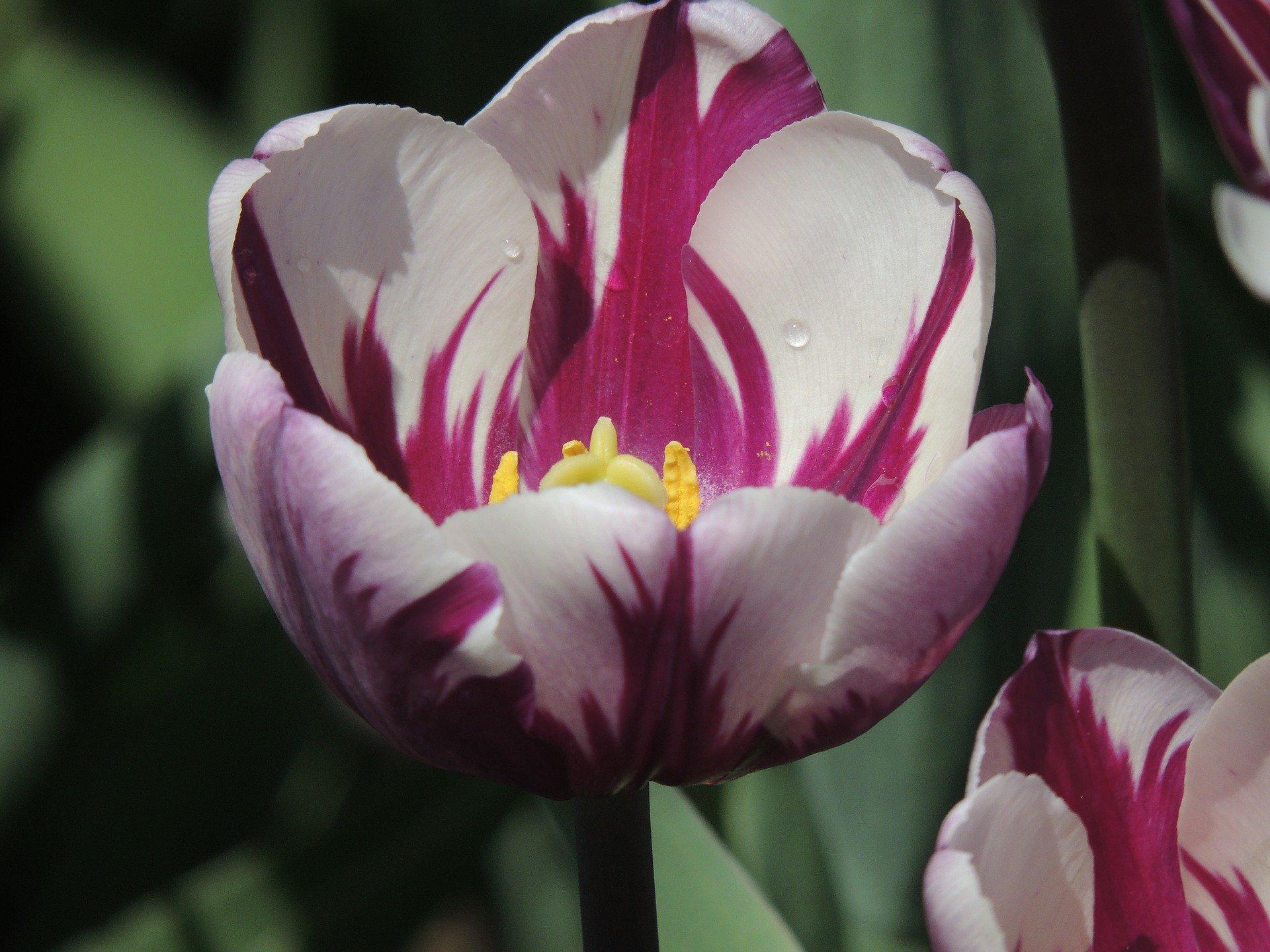 Tulip Triumph 'Blueberry Ripple' - Tulip from Leo Berbee Bulb Company
