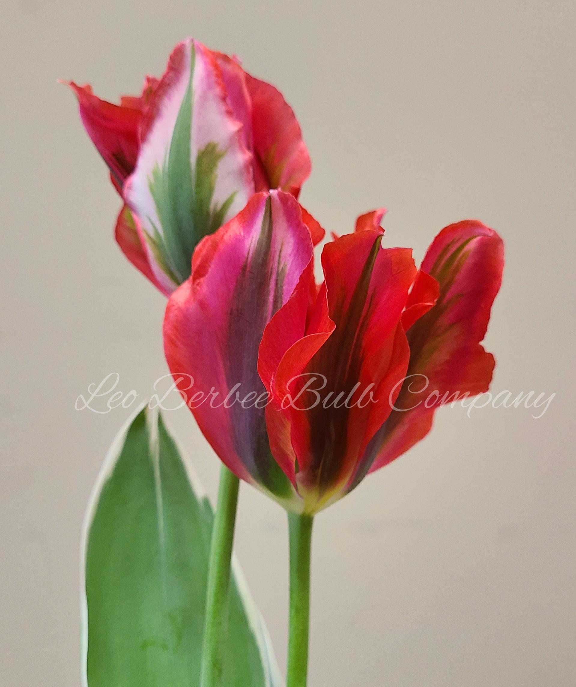 Tulip Viridiflora 'Esperanto' - Tulip from Leo Berbee Bulb Company