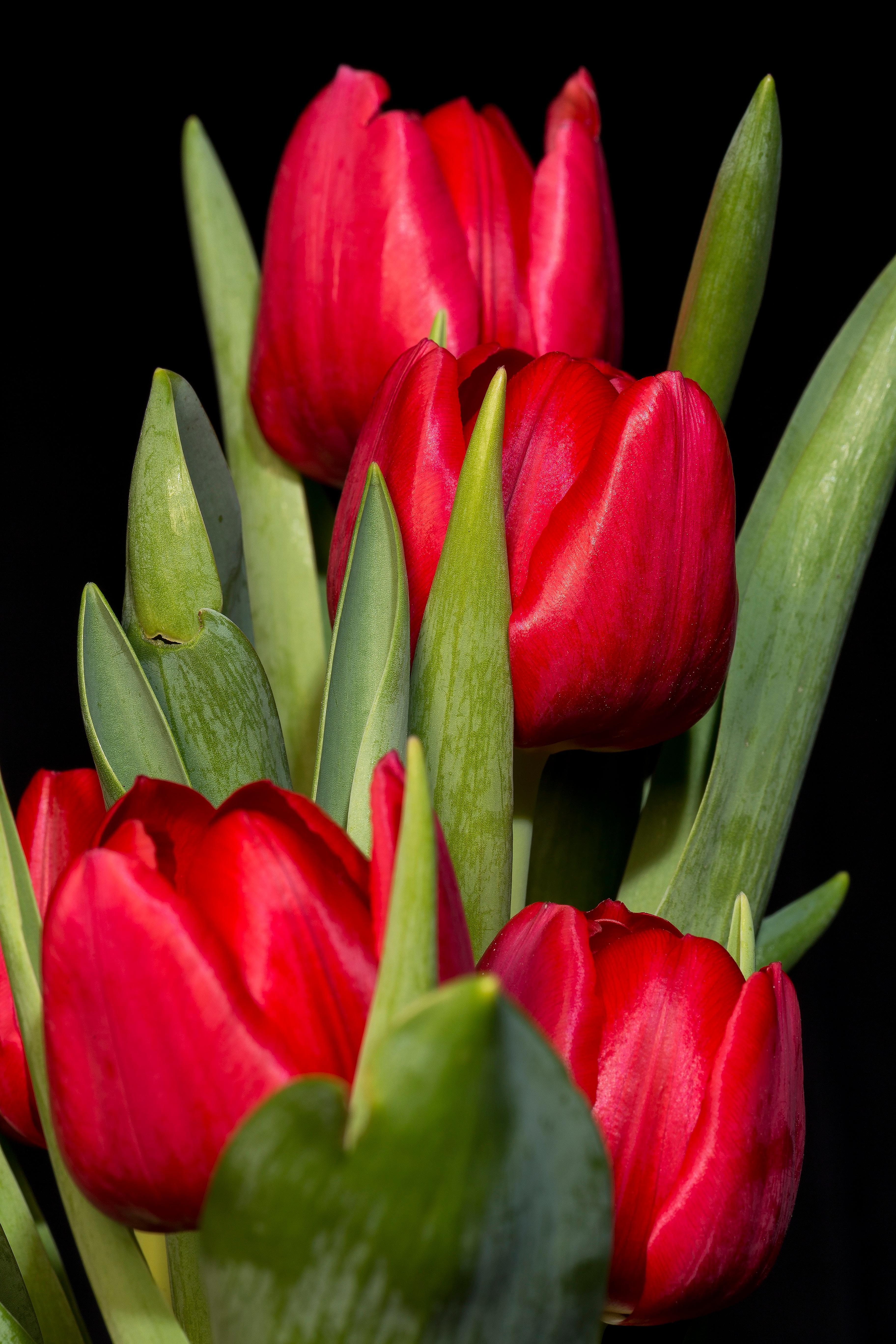 Precooled Tulip Triumph 'Pallade' - Tulip from Leo Berbee Bulb Company