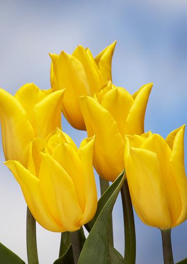 Precooled Tulip Triumph 'Strong Gold' - Tulip from Leo Berbee Bulb Company