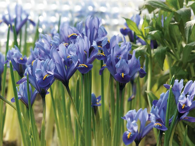 Precooled Iris Specie 'Harmony' - Iris reticulata from Leo Berbee Bulb Company