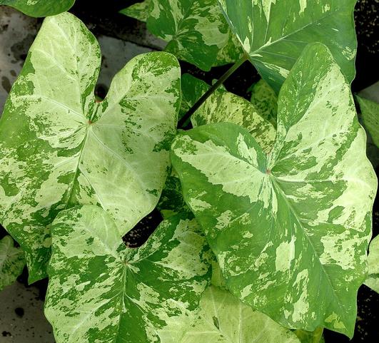Caladium Variagated Leaf Frog in a Blender from Leo Berbee Bulb Company
