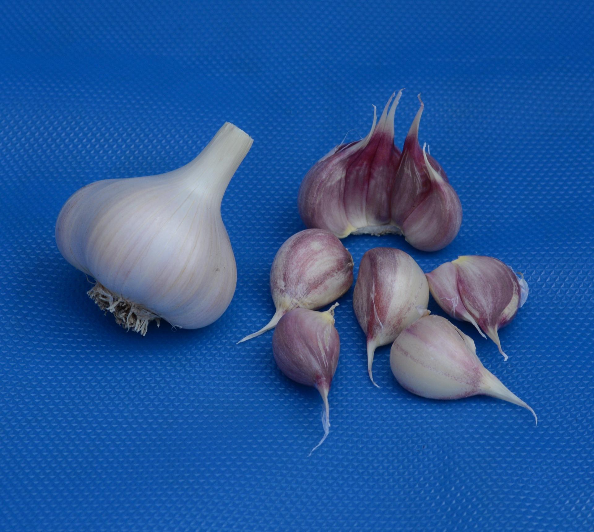 Garlic Hardneck 'Duganski' - Garlic from Leo Berbee Bulb Company