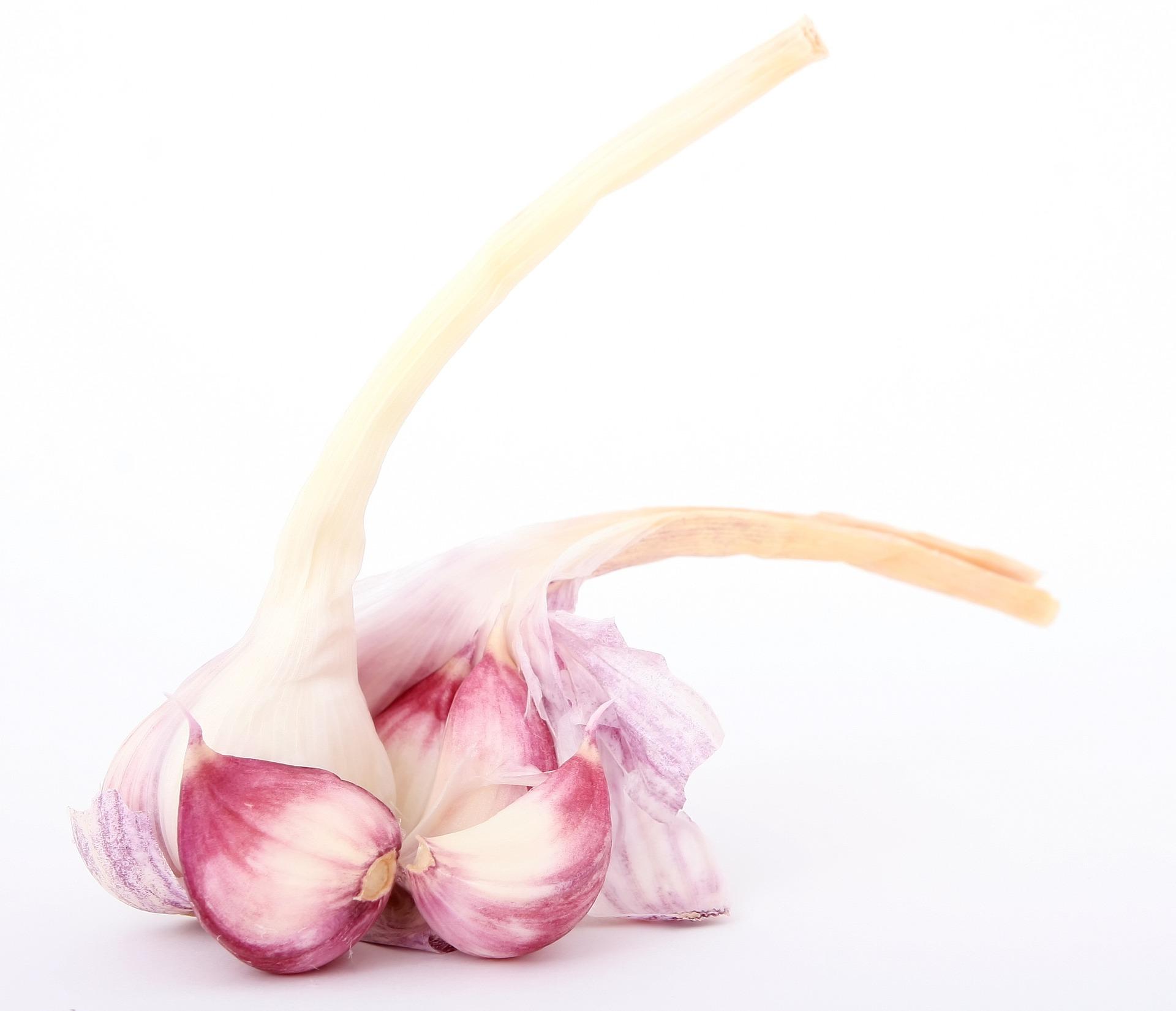 Garlic Hardneck 'Purple Glazer' - Garlic from Leo Berbee Bulb Company