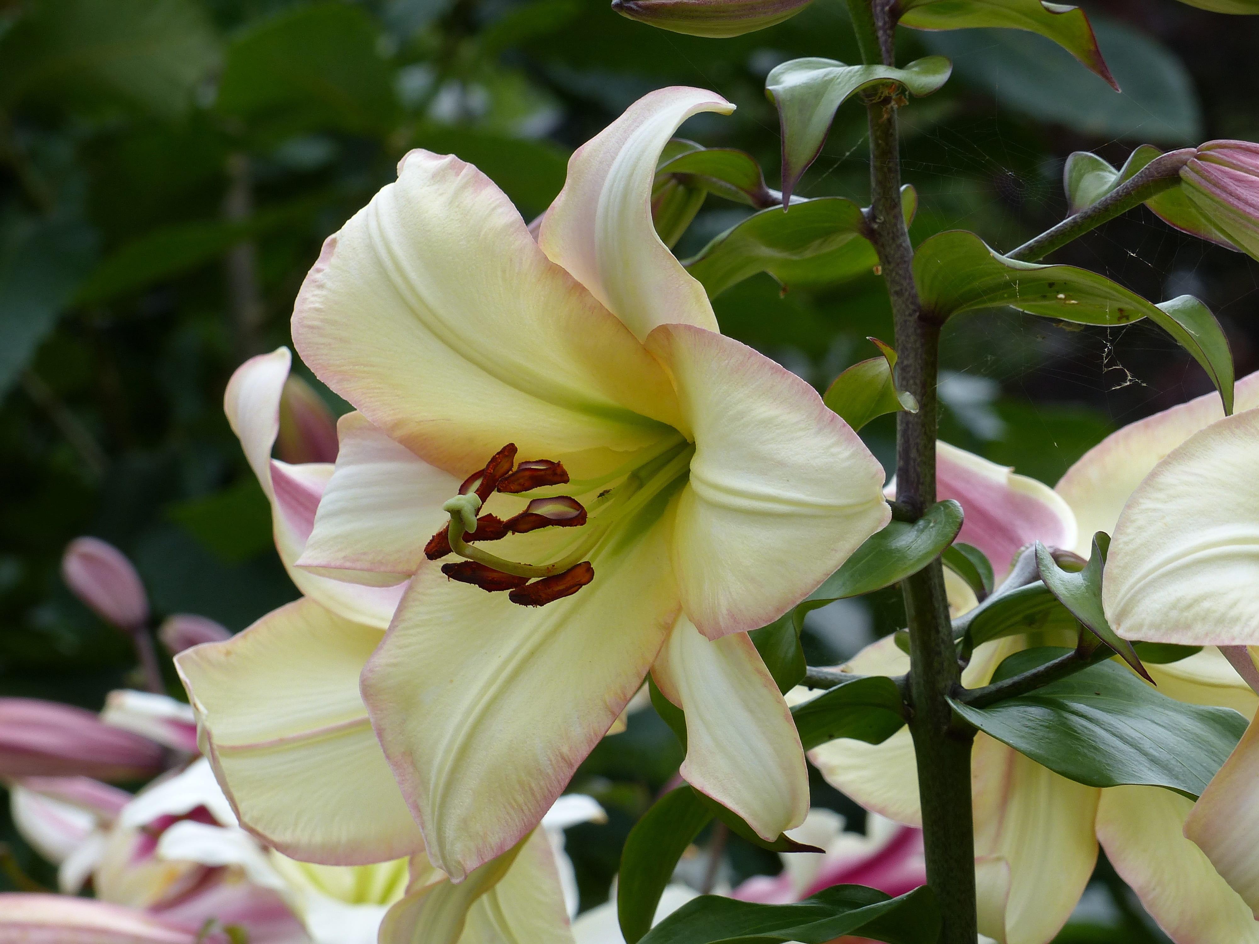 Lilies Oriental Trumpet 'Rising Moon' - Tree Lilies/Orienpet Lily (Shipping begins Jan. 2021) from Leo Berbee Bulb Company