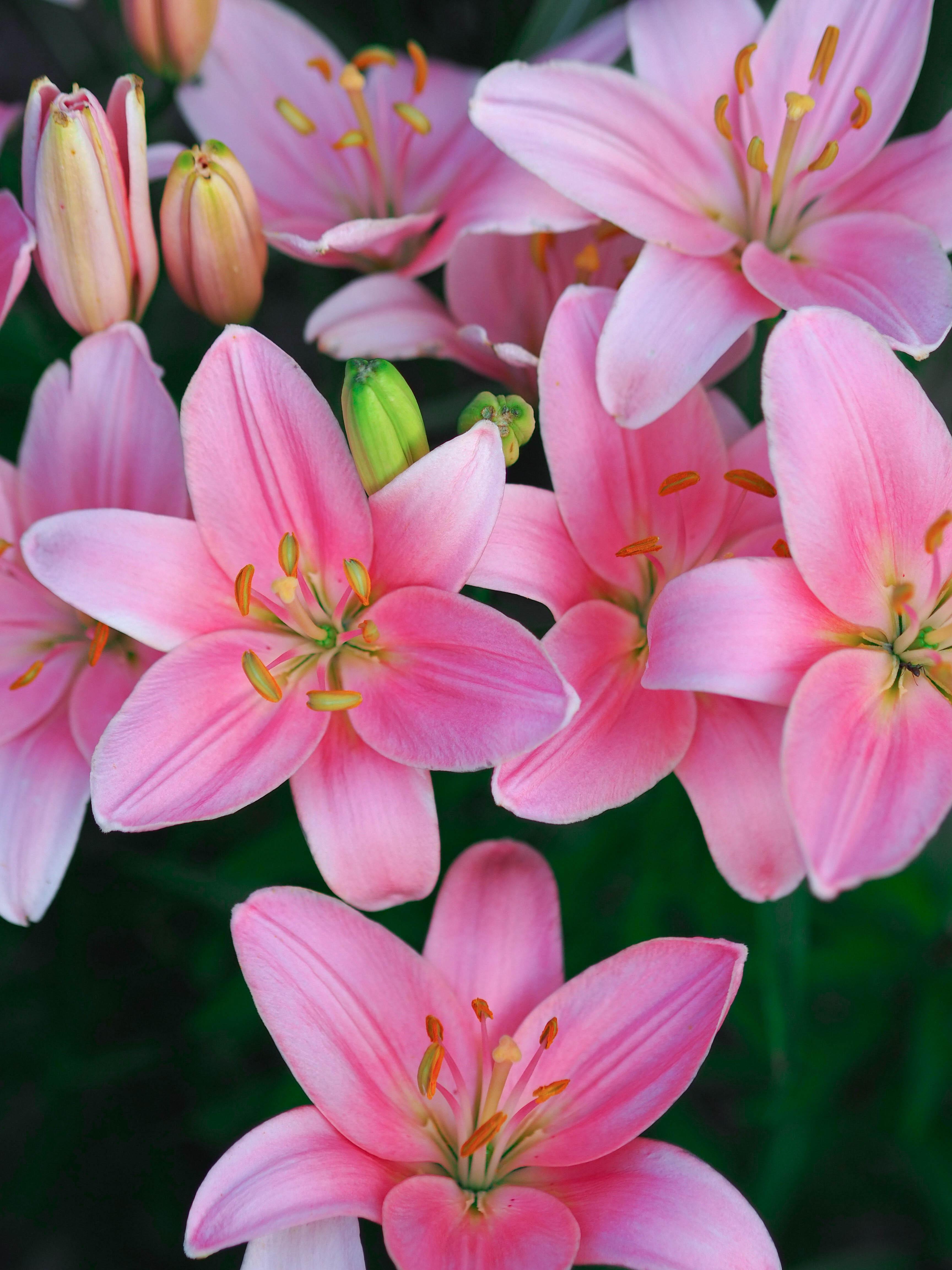 Lilies Asiatic 'Foxtrot' - Pot Lilies (Shipping begins Jan. 2021) from Leo Berbee Bulb Company