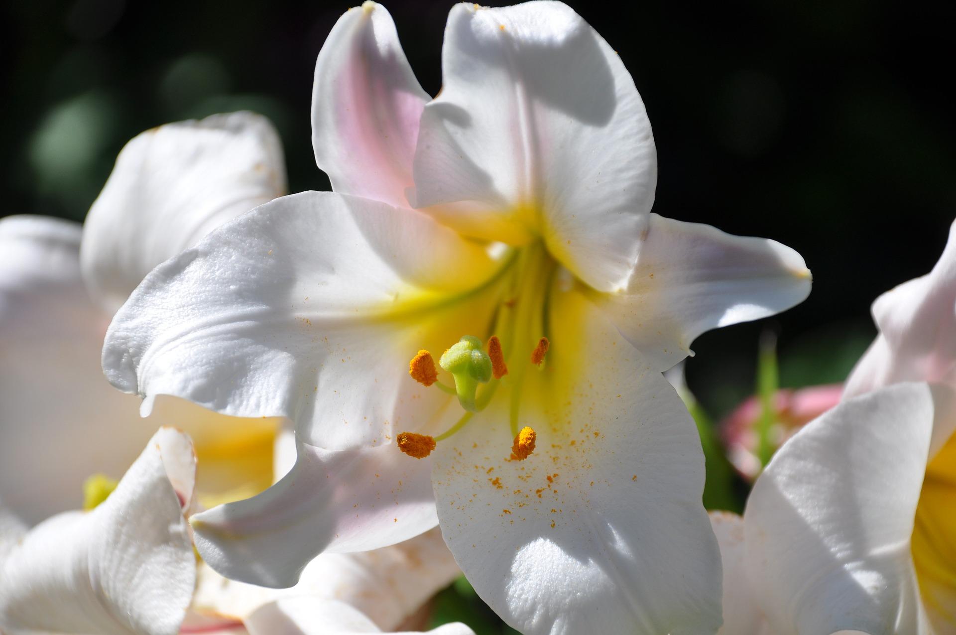 Lilies Oriental 'Conca d'Or' - Oriental Lily for Cut (Shipping begins Jan. 2021) from Leo Berbee Bulb Company