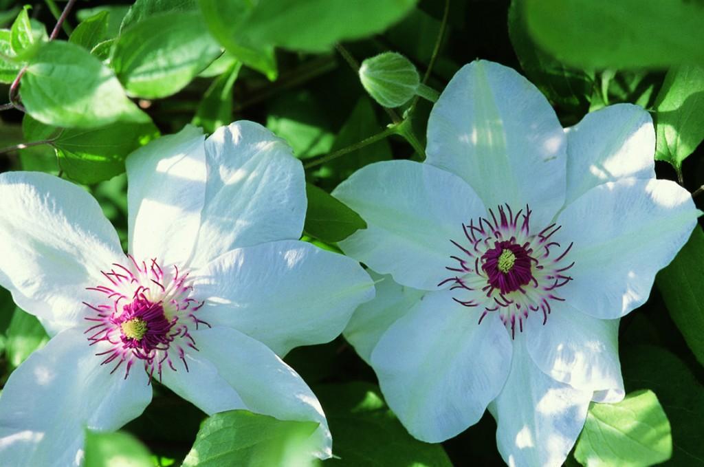 Clematis 'Mrs.Bateman' - Clematis (Shipping begins Feb. 2021) from Leo Berbee Bulb Company