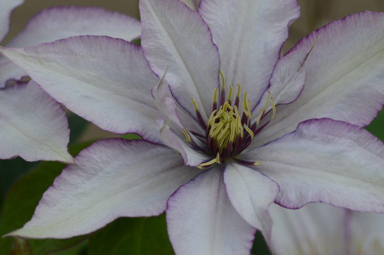 Clematis 'Samaritan Jo' - Clematis (Shipping begins Feb. 2022) from Leo Berbee Bulb Company