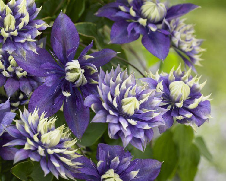 Clematis 'Taiga' - Clematis (Shipping begins Feb. 2021) from Leo Berbee Bulb Company