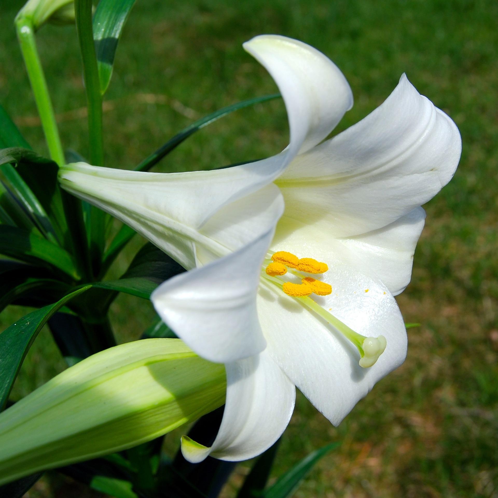 Easter Lily 'Miracle' - from Leo Berbee Bulb Company