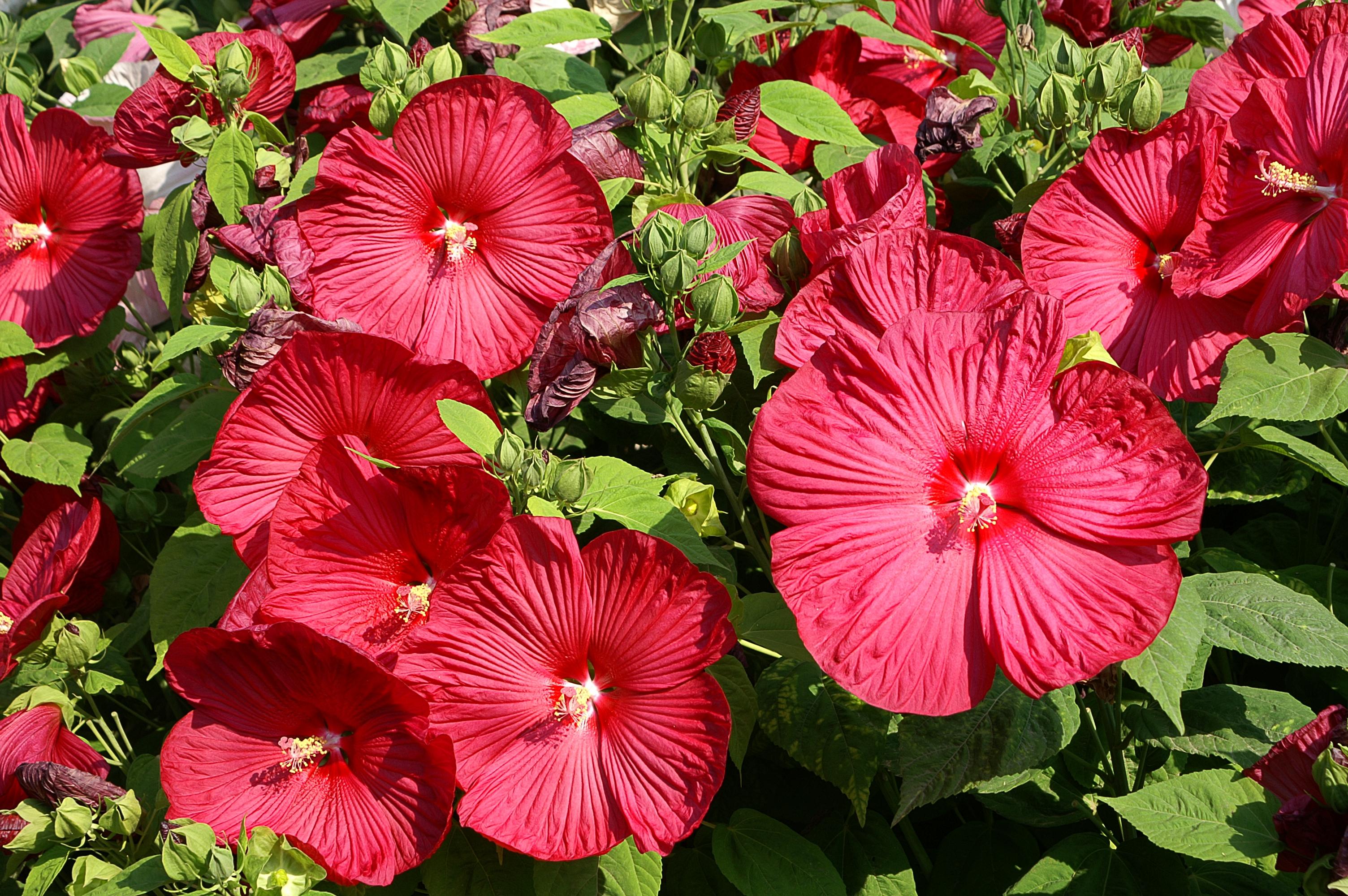 Hardy Hibiscus COPY 'Luna Red' - from Leo Berbee Bulb Company