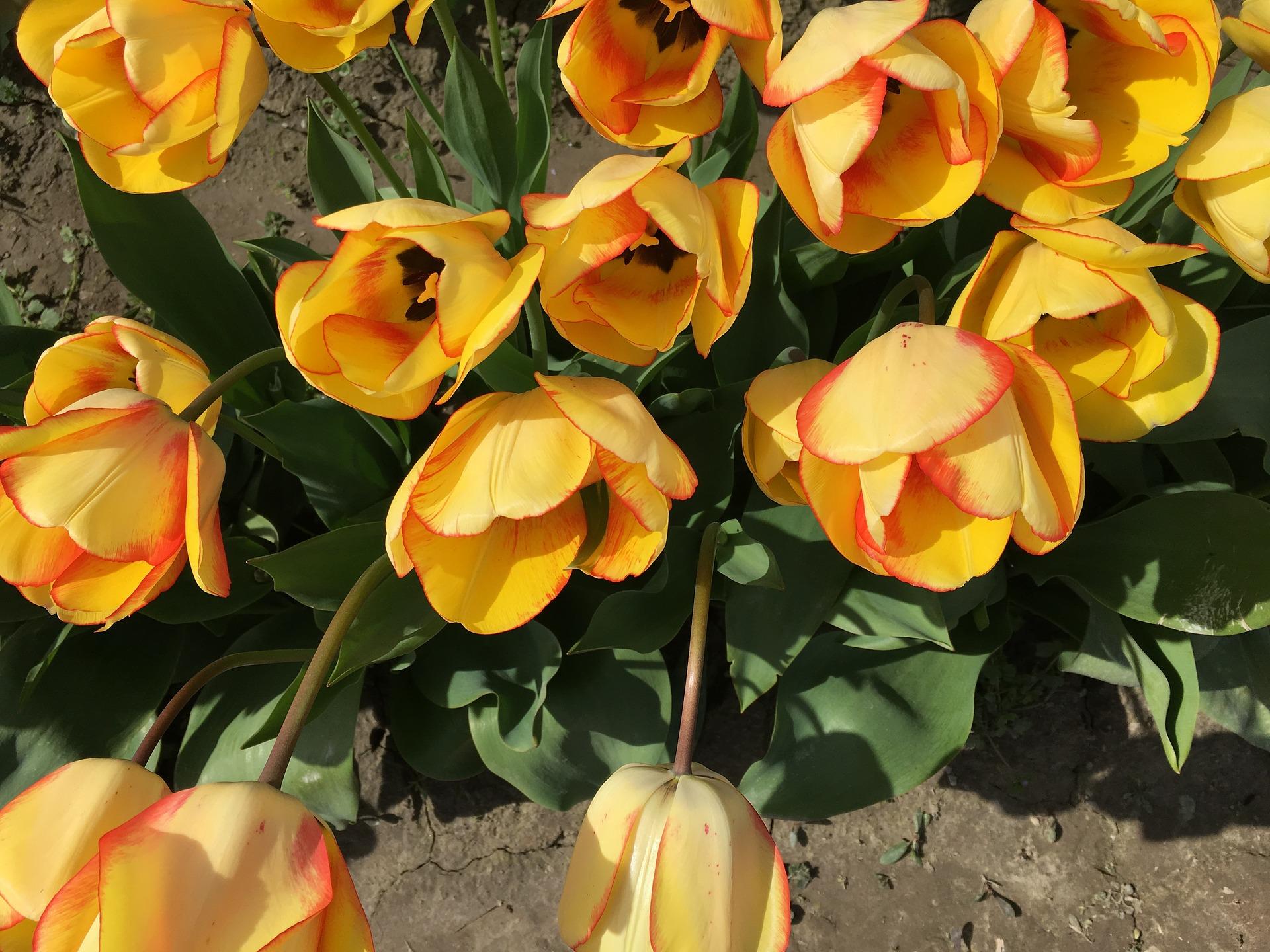 Tulip Darwin Hybrid 'Beauty of Spring' - Tulip from Leo Berbee Bulb Company