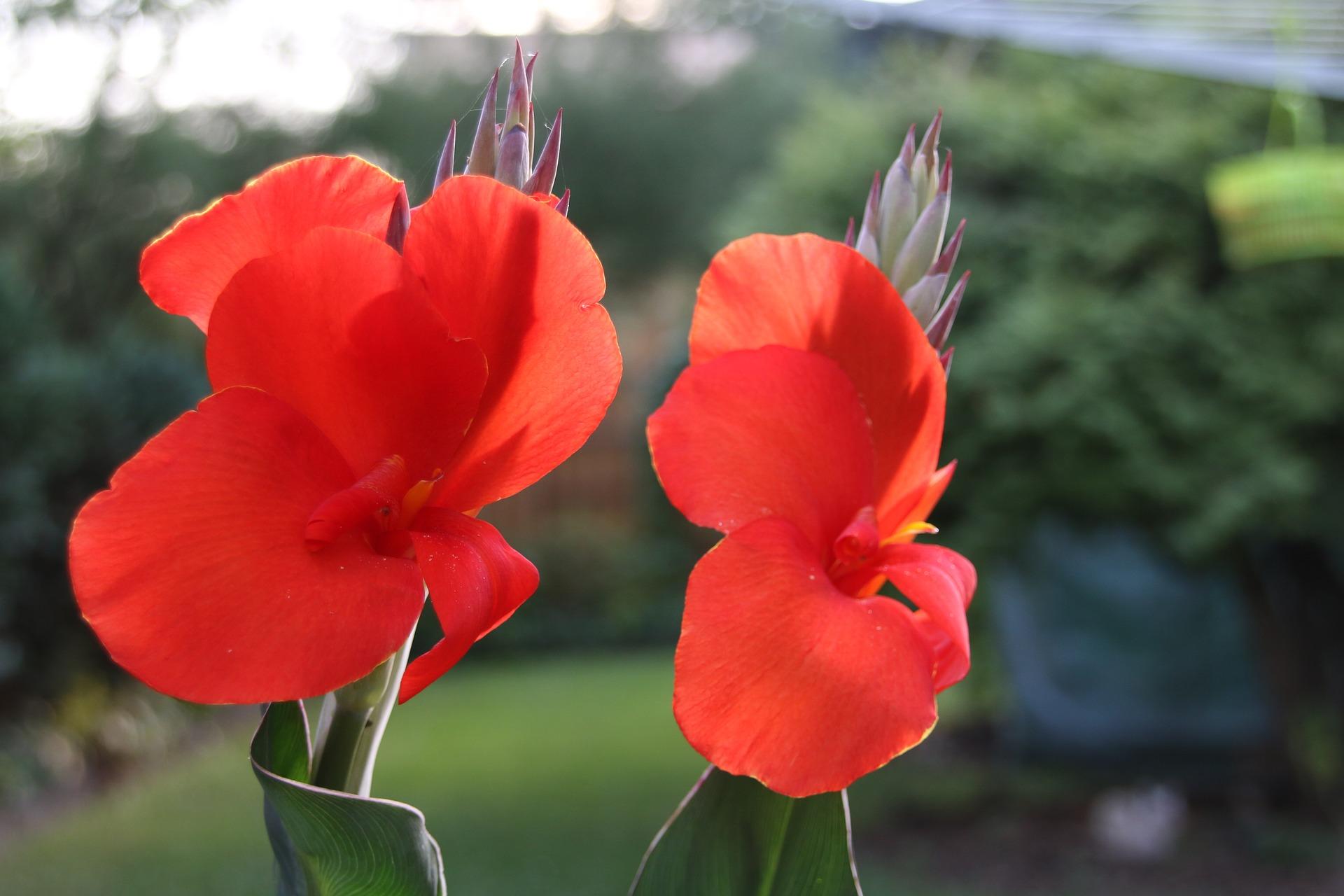 Canna 'Red Dazzler' - Canna (Shipping begins March 2022) from Leo Berbee Bulb Company
