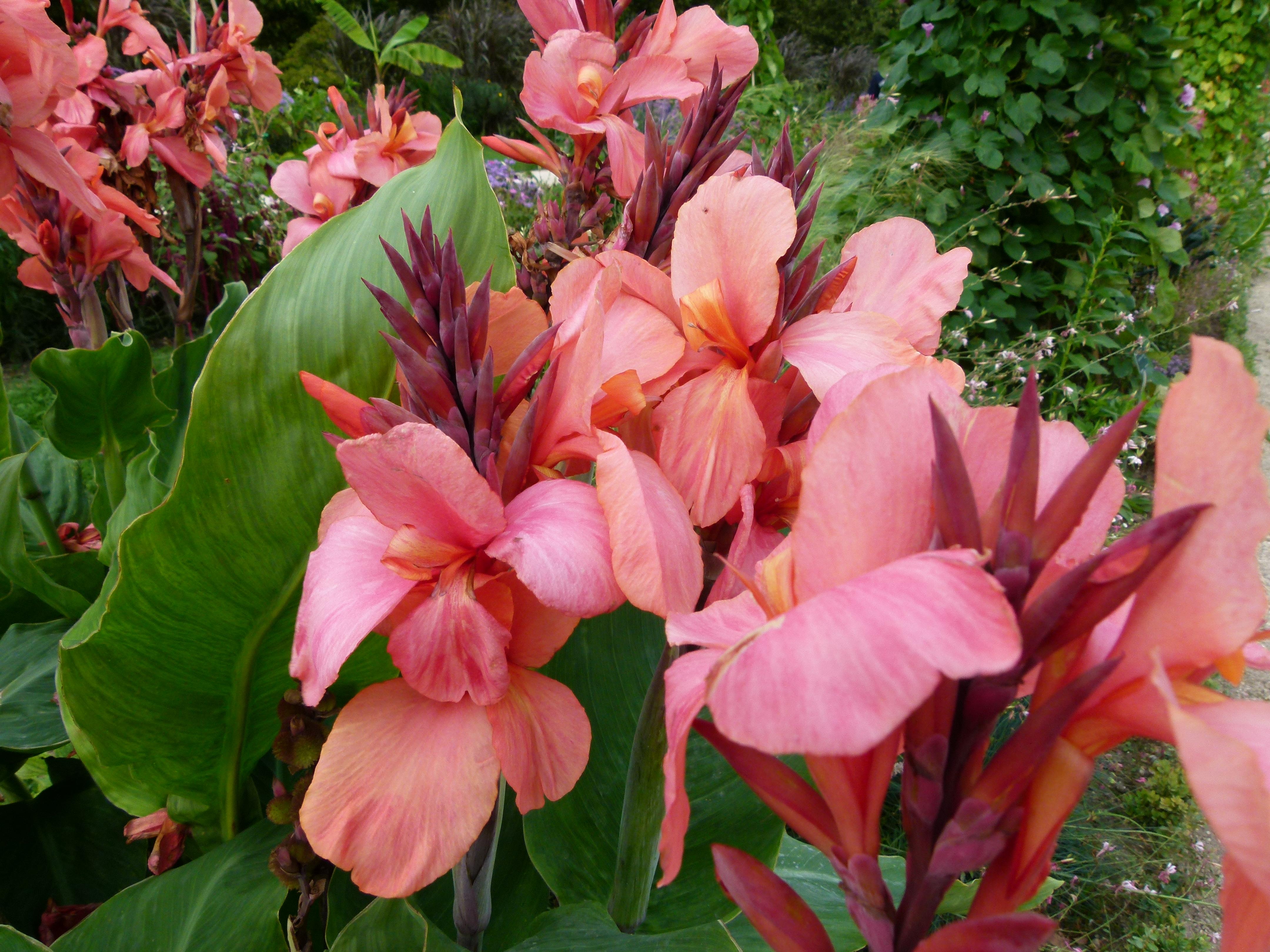 Canna 'Pink President' - Canna (Shipping begins March 2022) from Leo Berbee Bulb Company