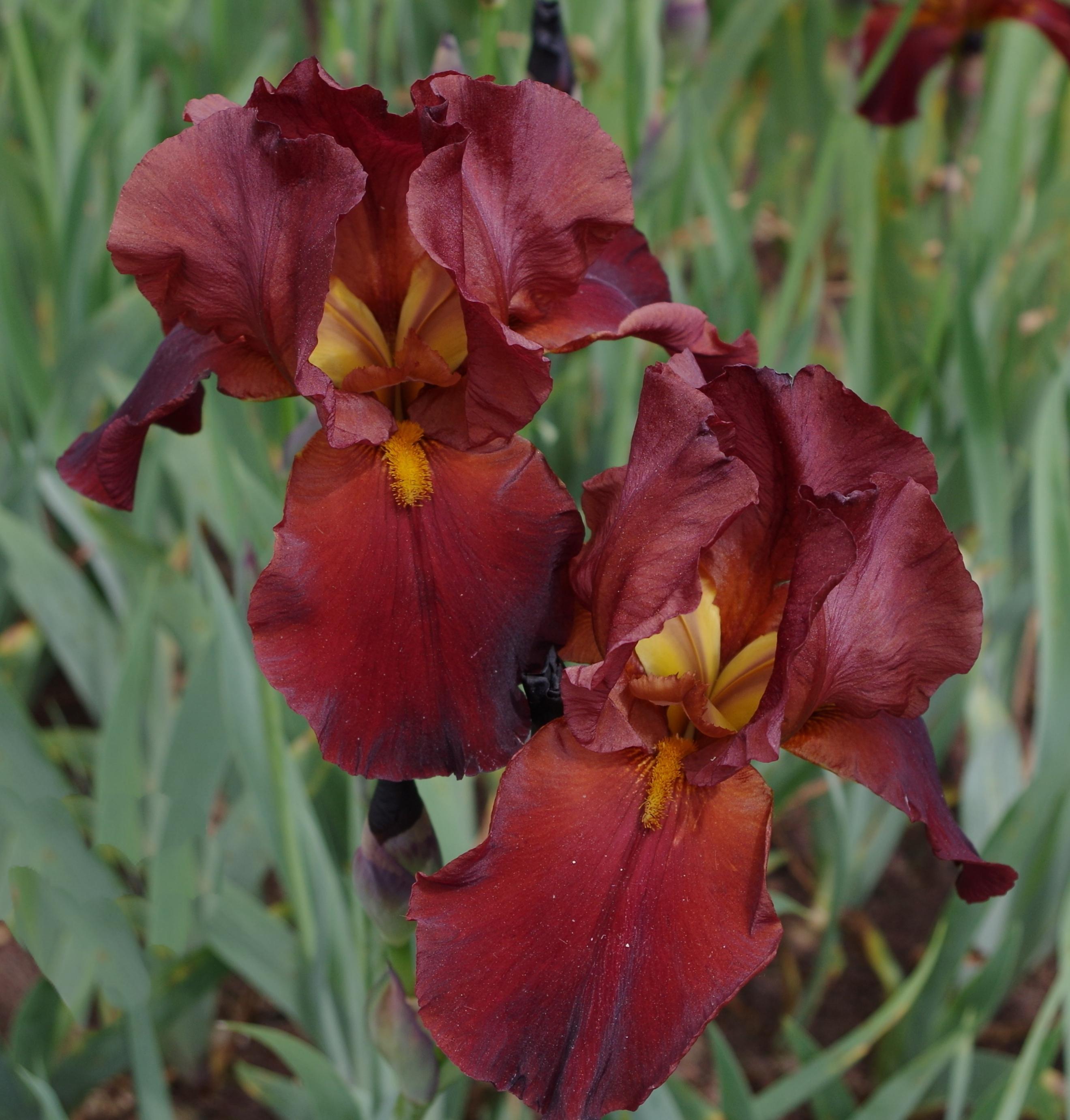 Iris Germanica 'Grateful Red' - Tall Bearded Iris from Leo Berbee Bulb Company