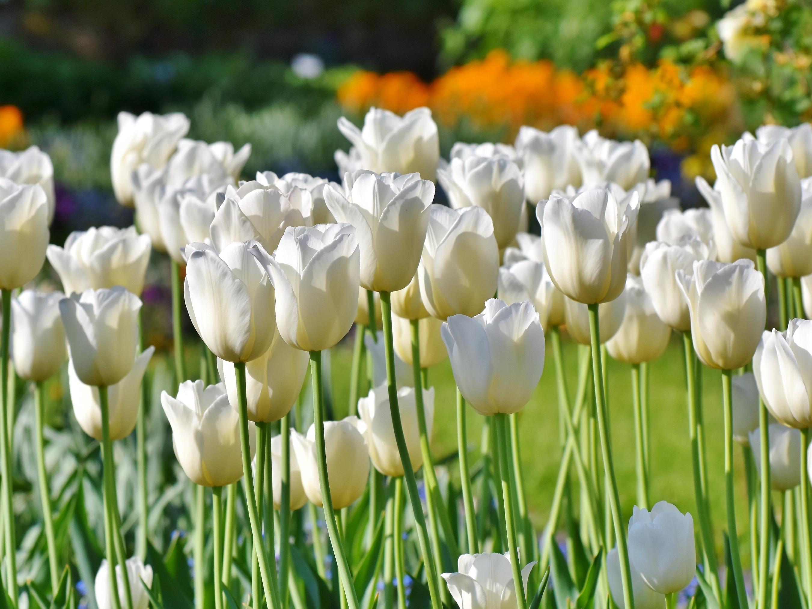 Tulip Triumph 'Jumbo White' - Tulip from Leo Berbee Bulb Company