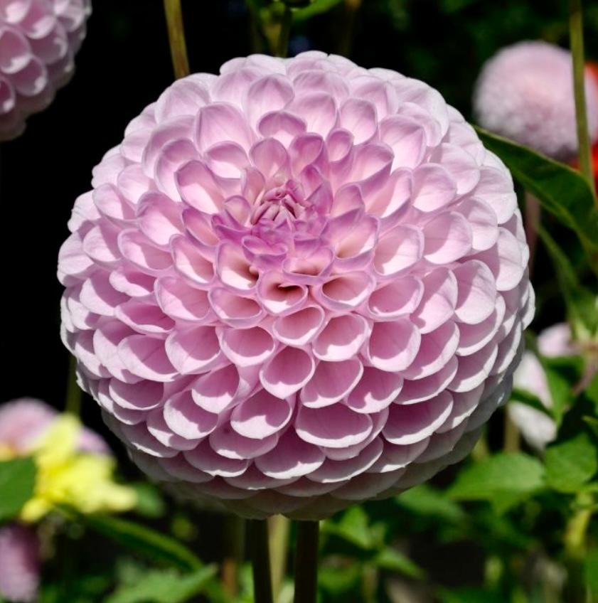 Dahlia Ball Type 'Just Lucas' - Ball Dahlia (Shipping begins March 2022) from Leo Berbee Bulb Company