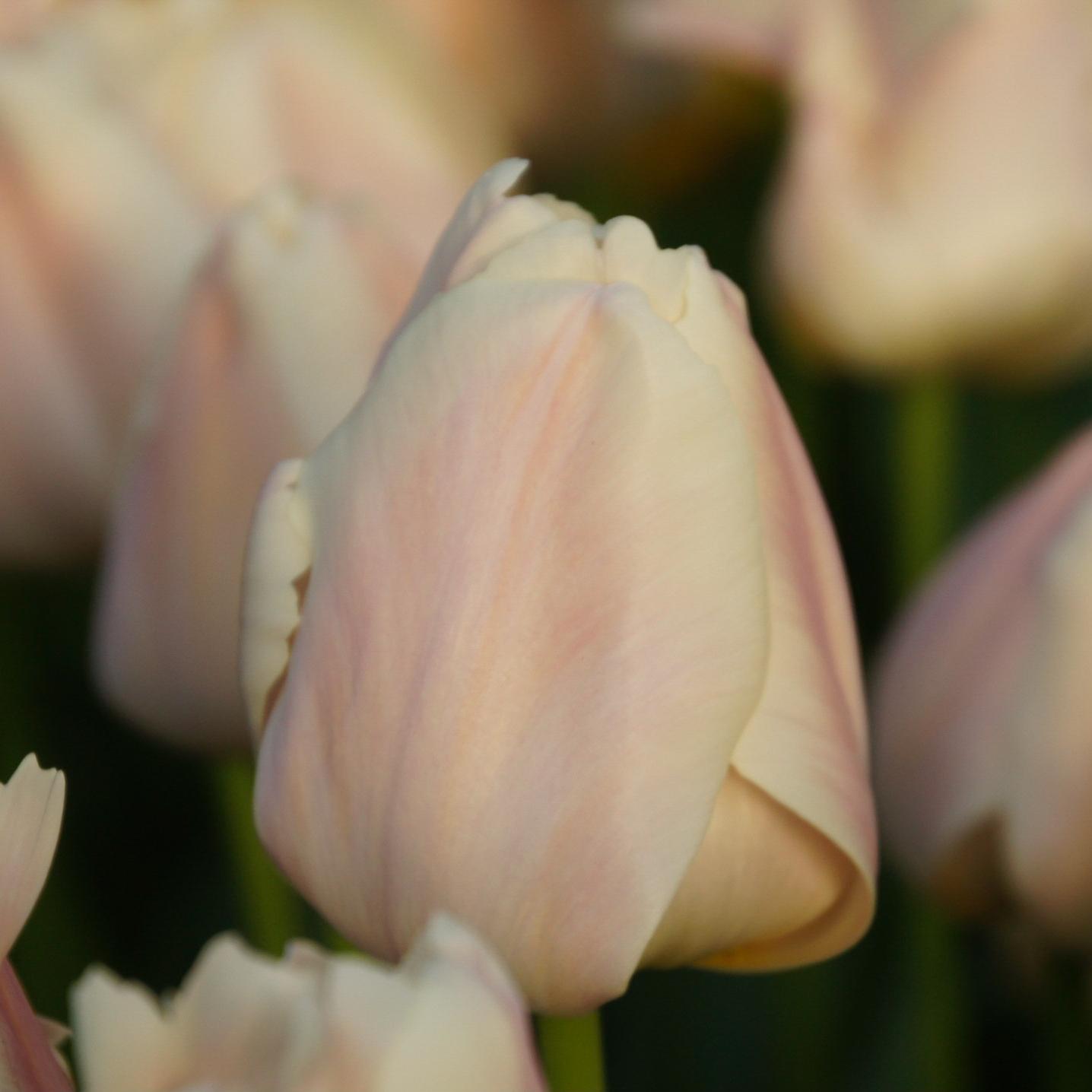 Tulip Darwin Hybrid 'Apricot Pride' - Tulip from Leo Berbee Bulb Company