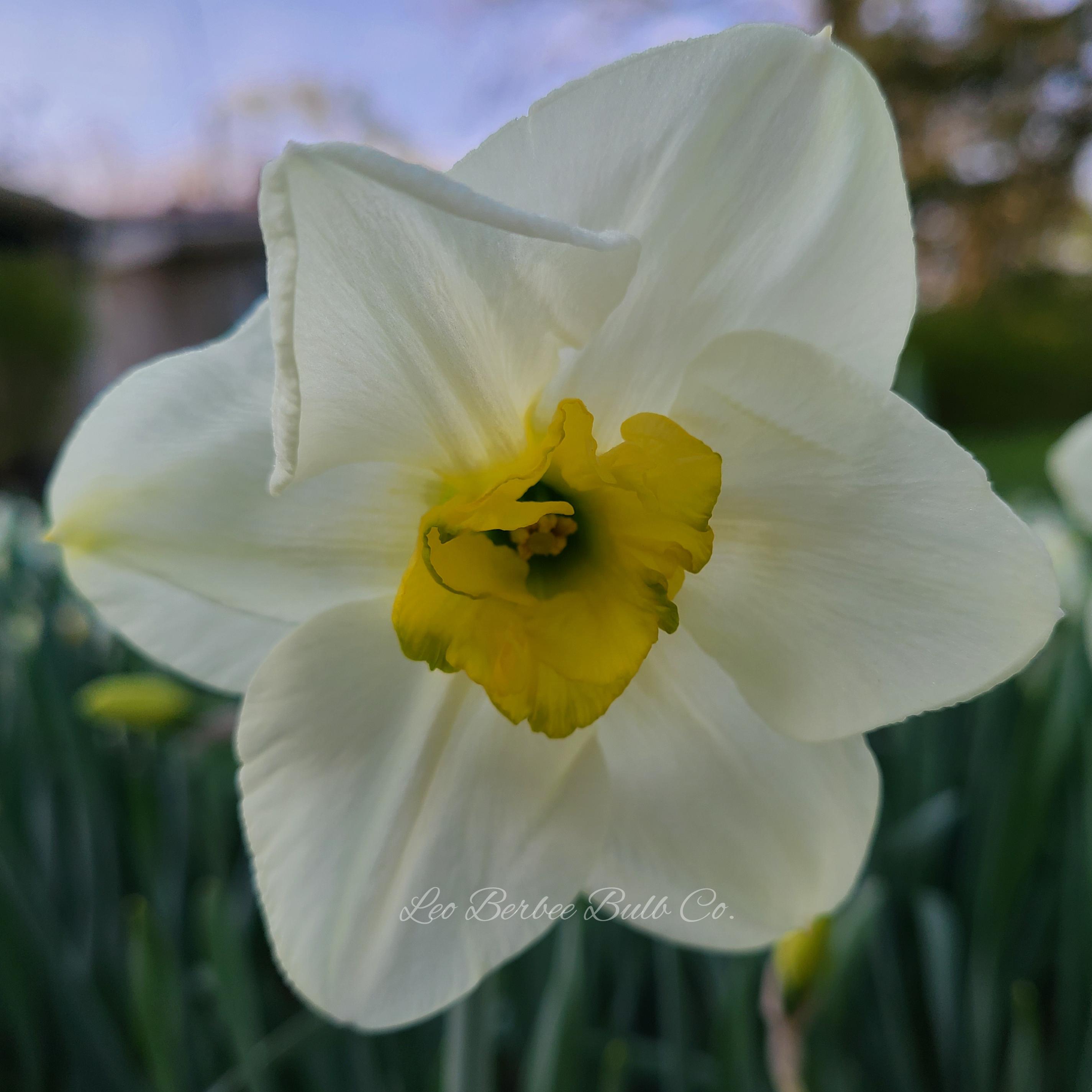Daffodil Small Cupped 'Green Eyes' - Coming Soon for Fall 2022! from Leo Berbee Bulb Company