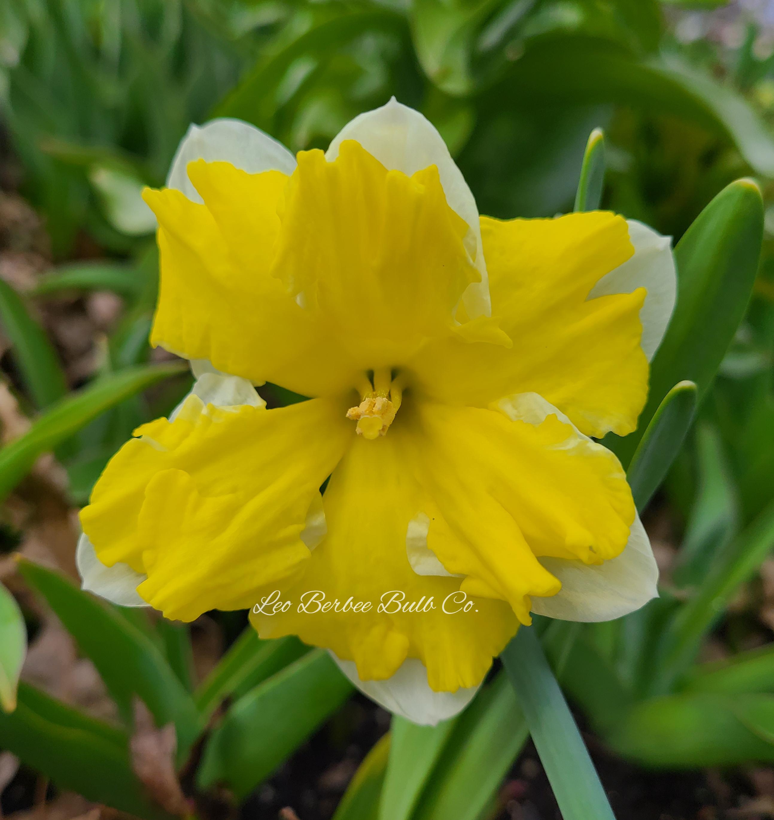 Daffodil Split Cupped 'Cassata' - Coming Soon for Fall 2022! from Leo Berbee Bulb Company