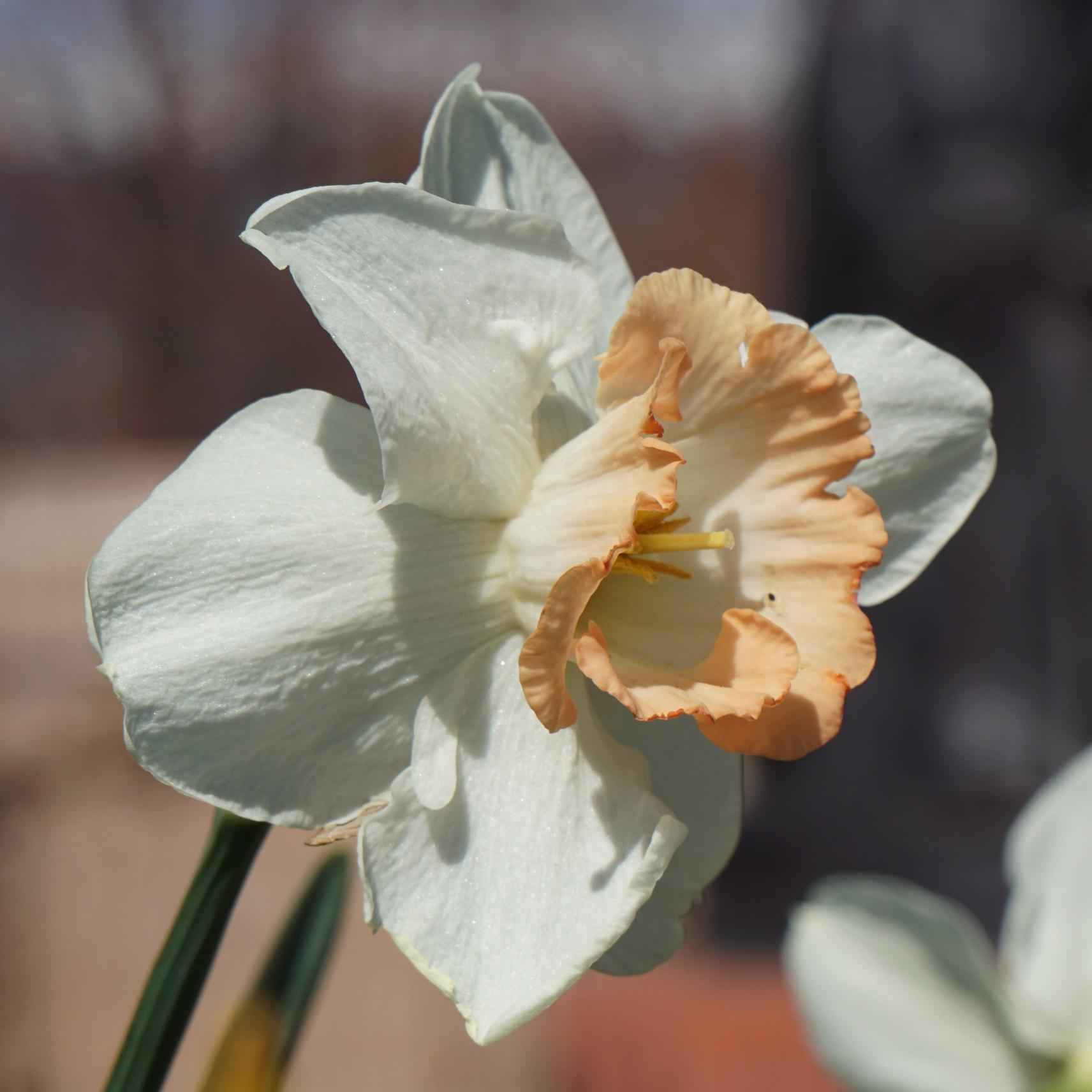 Daffodil Trumpet 'British Gamble' - Coming Soon for Fall 2022! from Leo Berbee Bulb Company