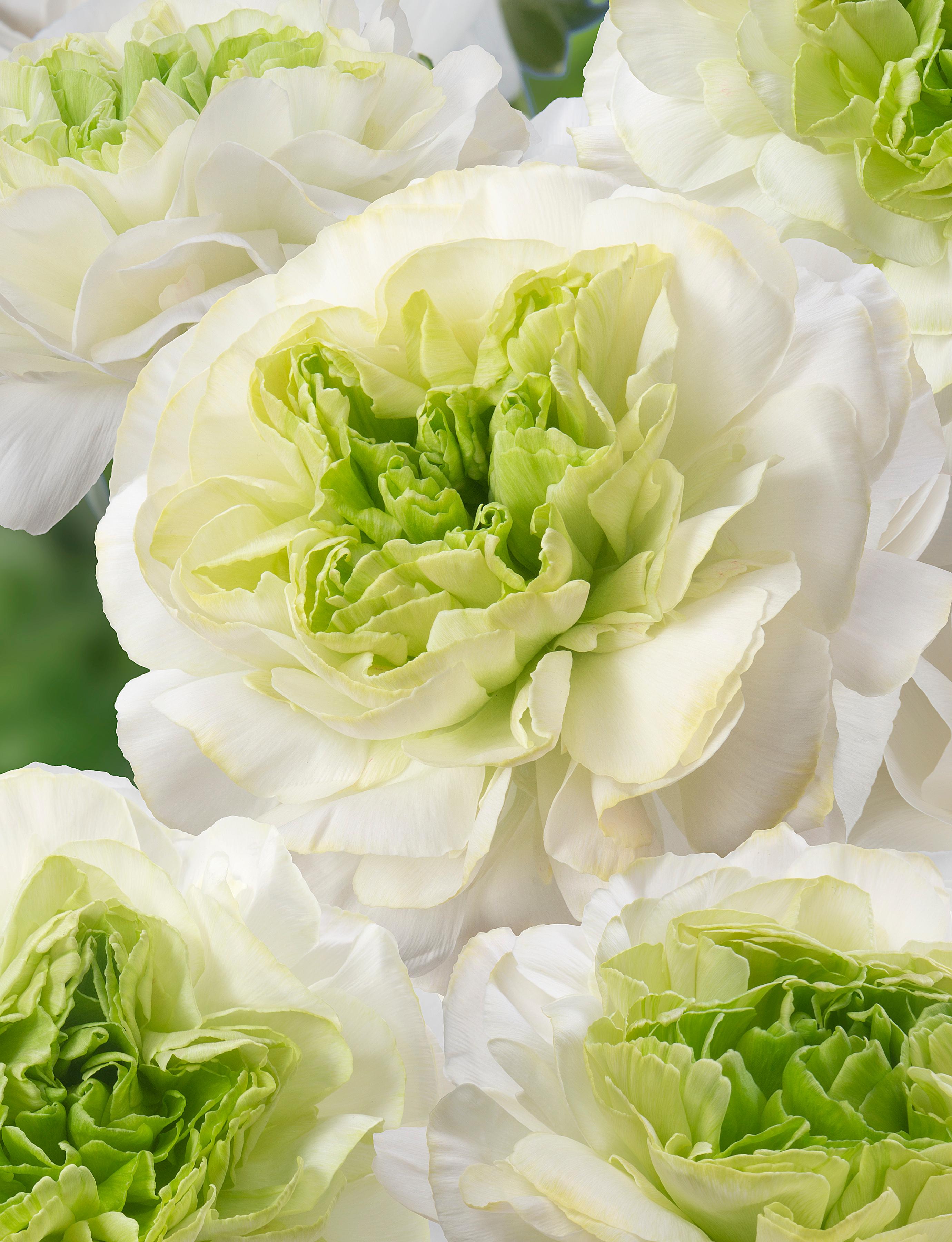 Ranunculus Romance 'Cerbere' - from Leo Berbee Bulb Company