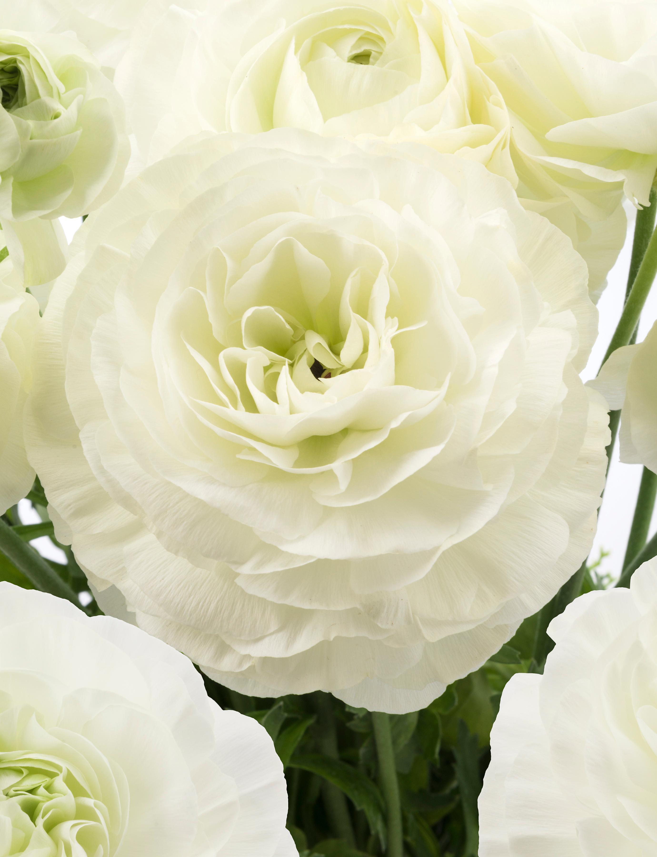 Ranunculus Romance 'Courchevel' - from Leo Berbee Bulb Company