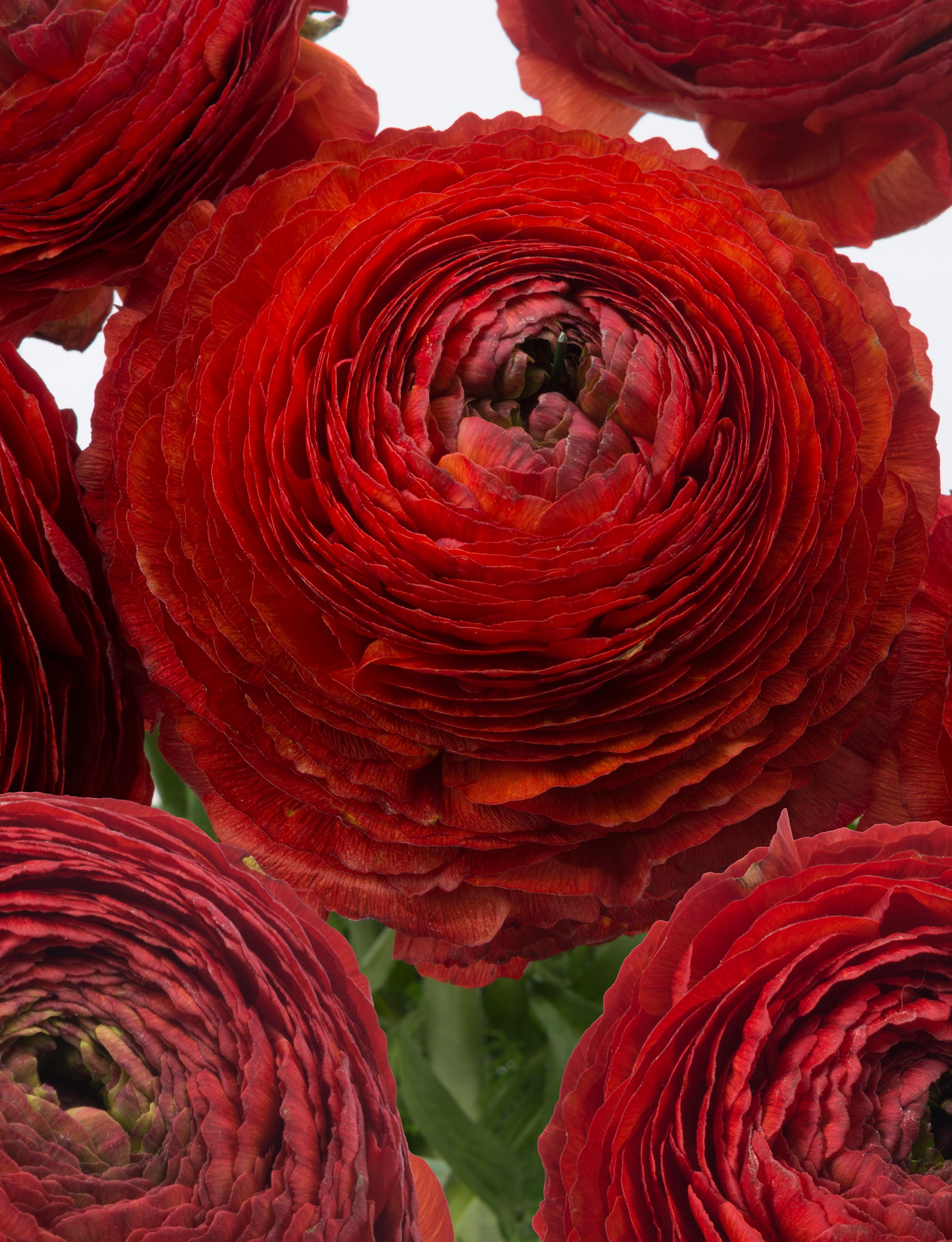 Ranunculus Romance 'Get Lucky' - from Leo Berbee Bulb Company