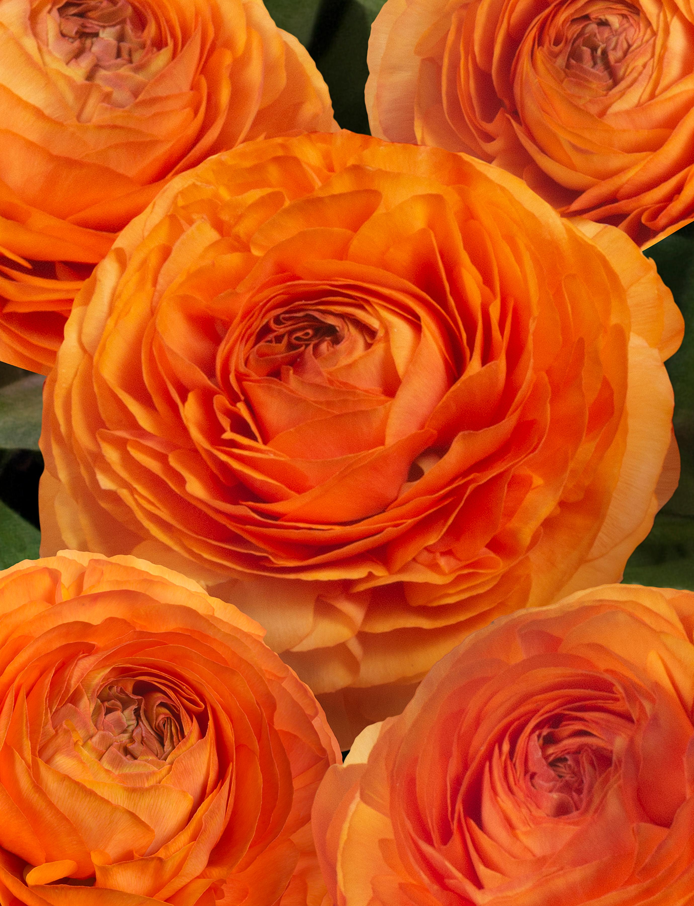 Ranunculus Romance 'Honfleur' - from Leo Berbee Bulb Company