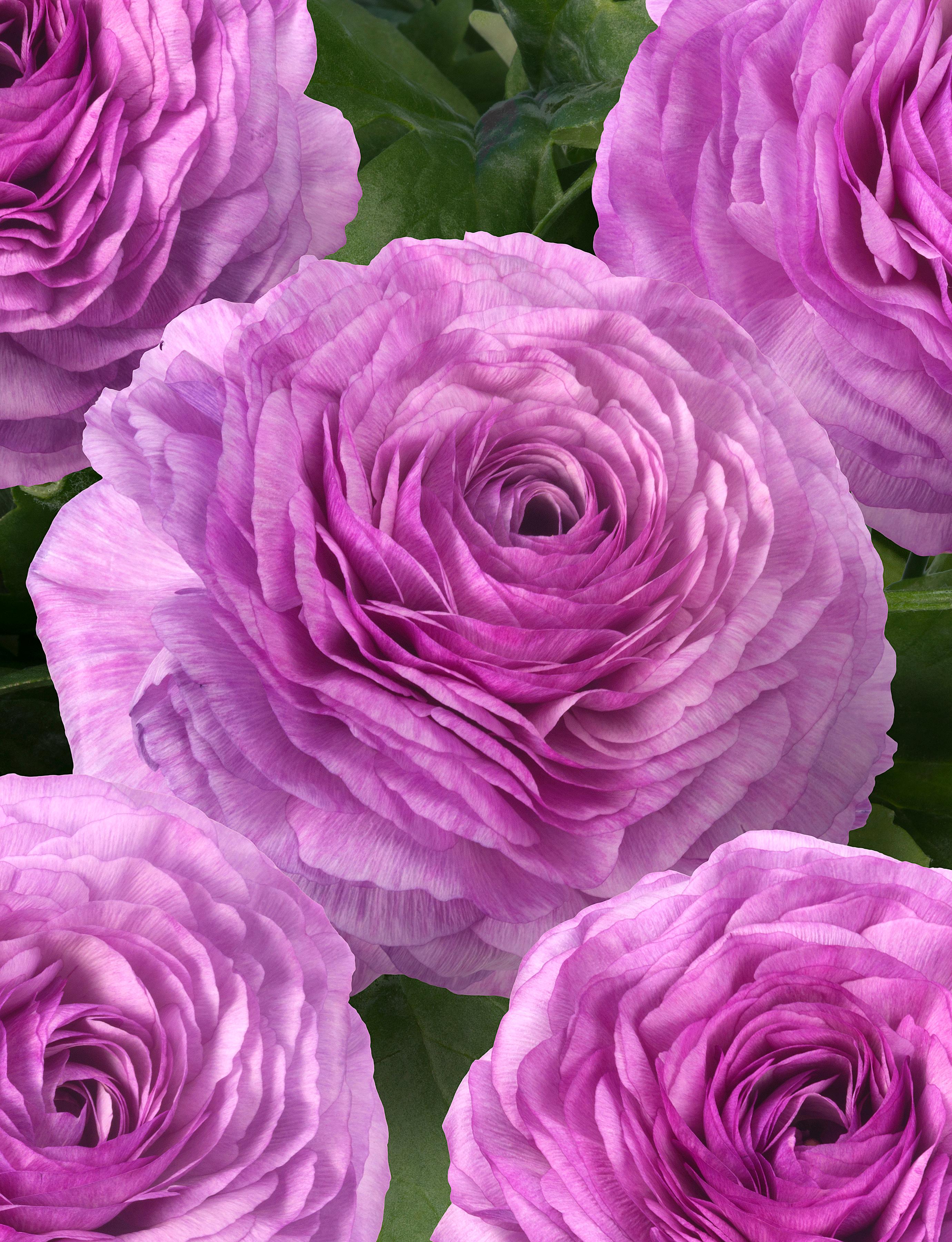 Ranunculus Romance 'Loubeyres' - from Leo Berbee Bulb Company