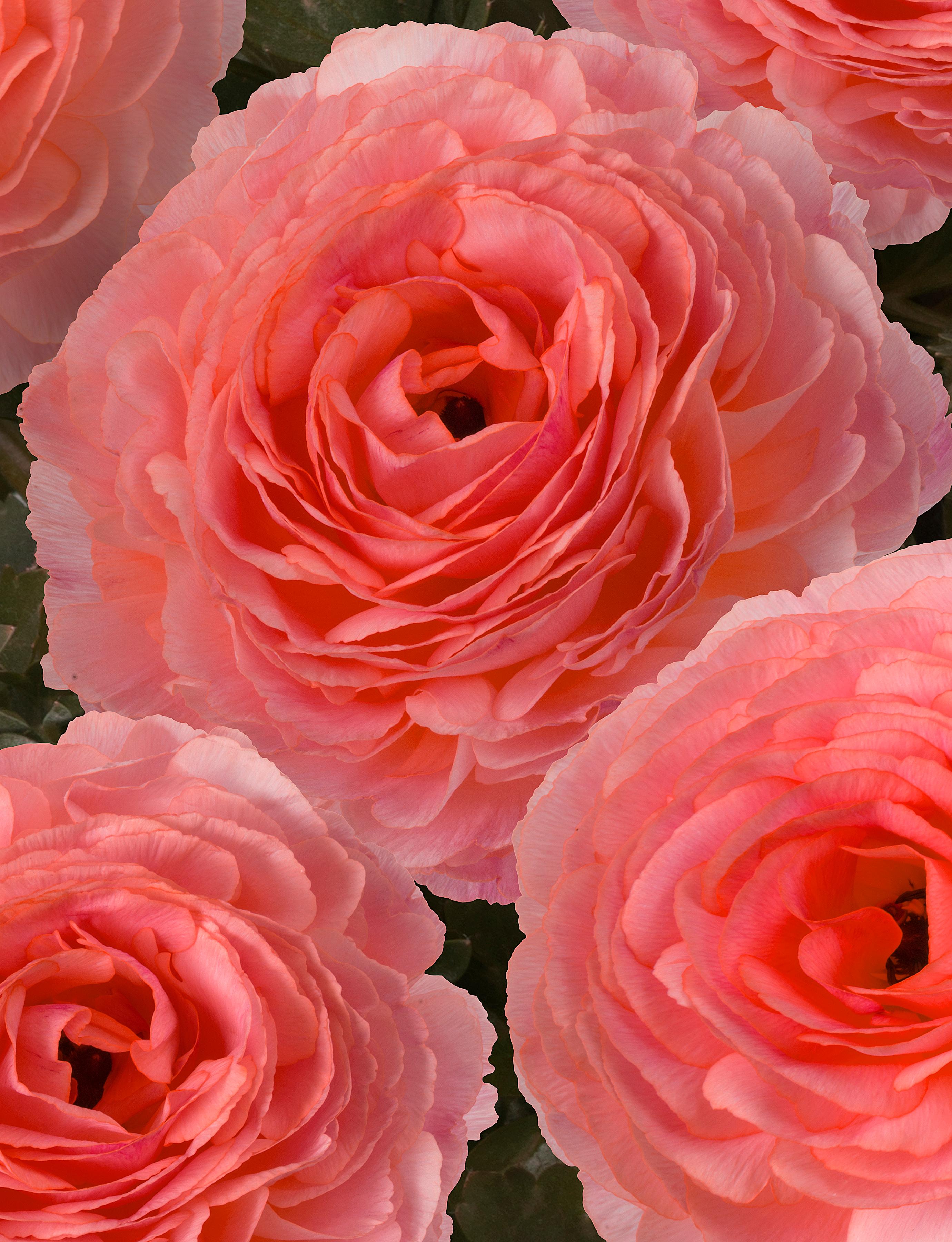 Ranunculus Romance 'Nohant' - from Leo Berbee Bulb Company