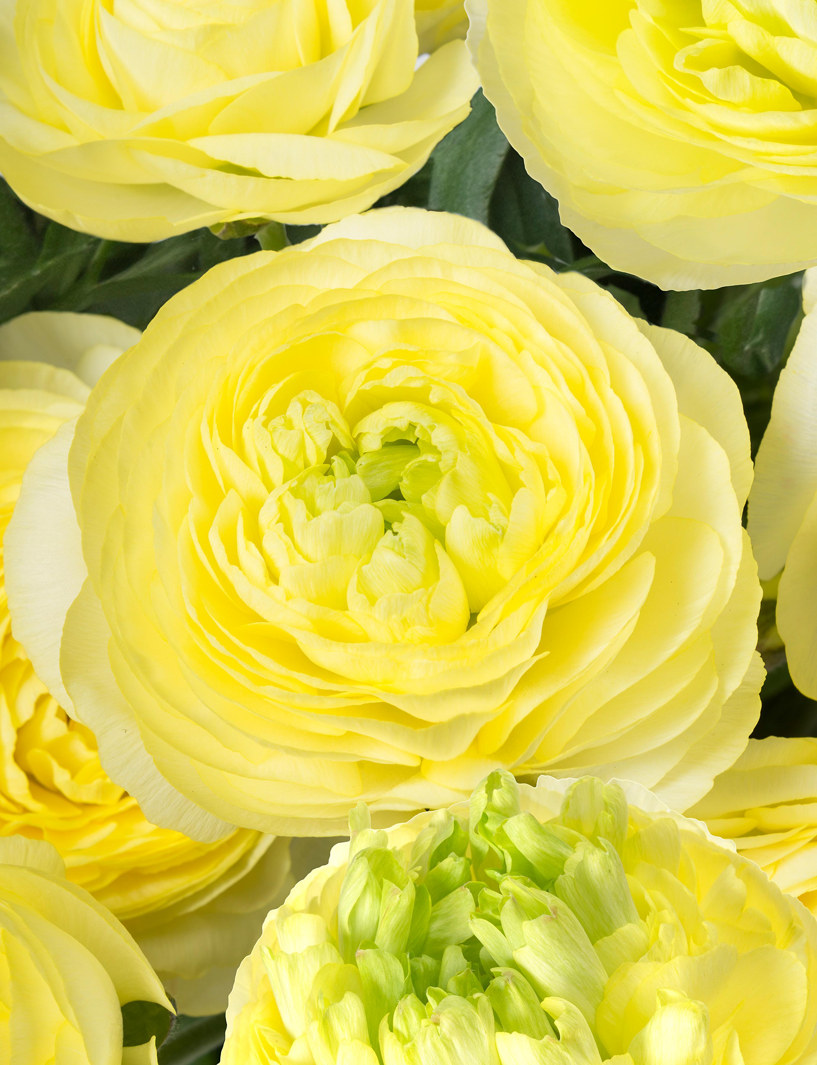 Ranunculus Romance 'Quimper' - from Leo Berbee Bulb Company