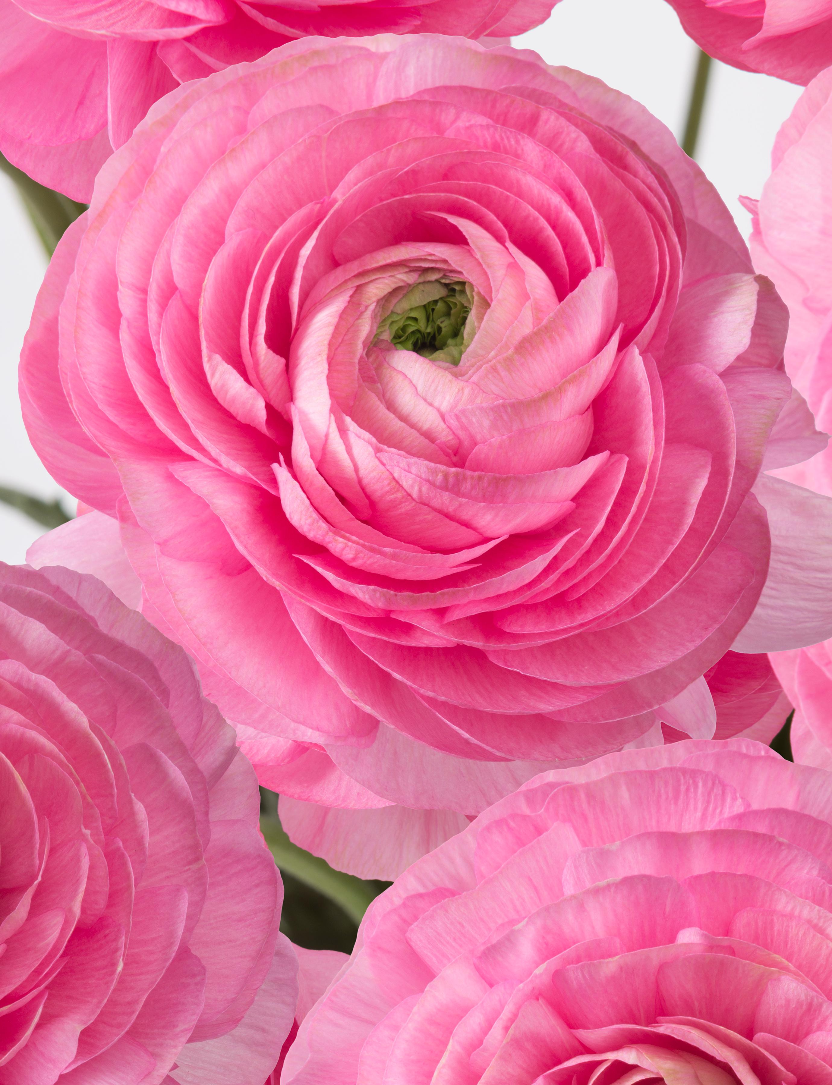 Ranunculus Romance 'Rosy Cheeks' - from Leo Berbee Bulb Company