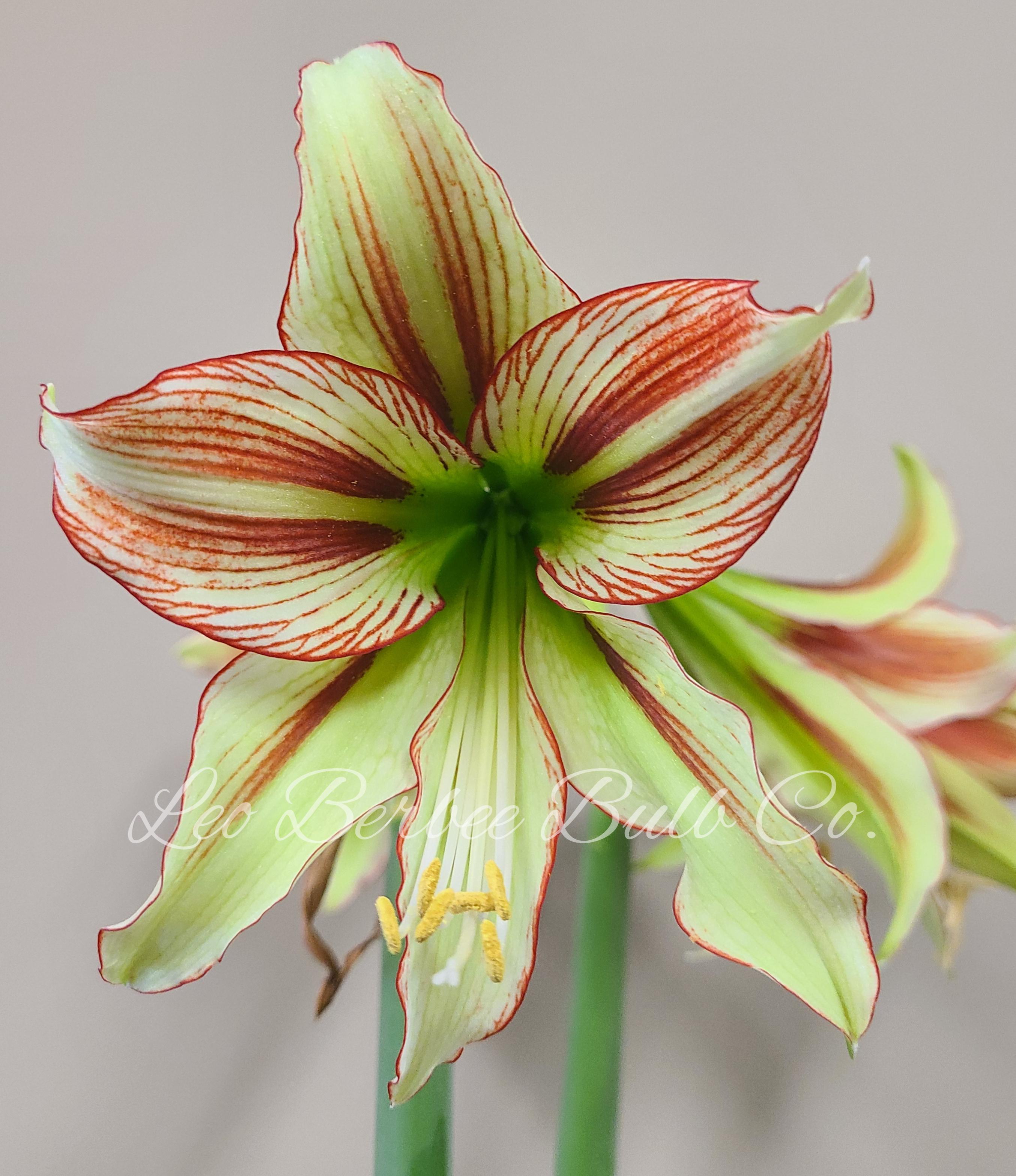 Hippeastrum Holland - Specialty Type 'Cleopatra' - Amaryllis - Coming Soon for Fall 2022! from Leo Berbee Bulb Company