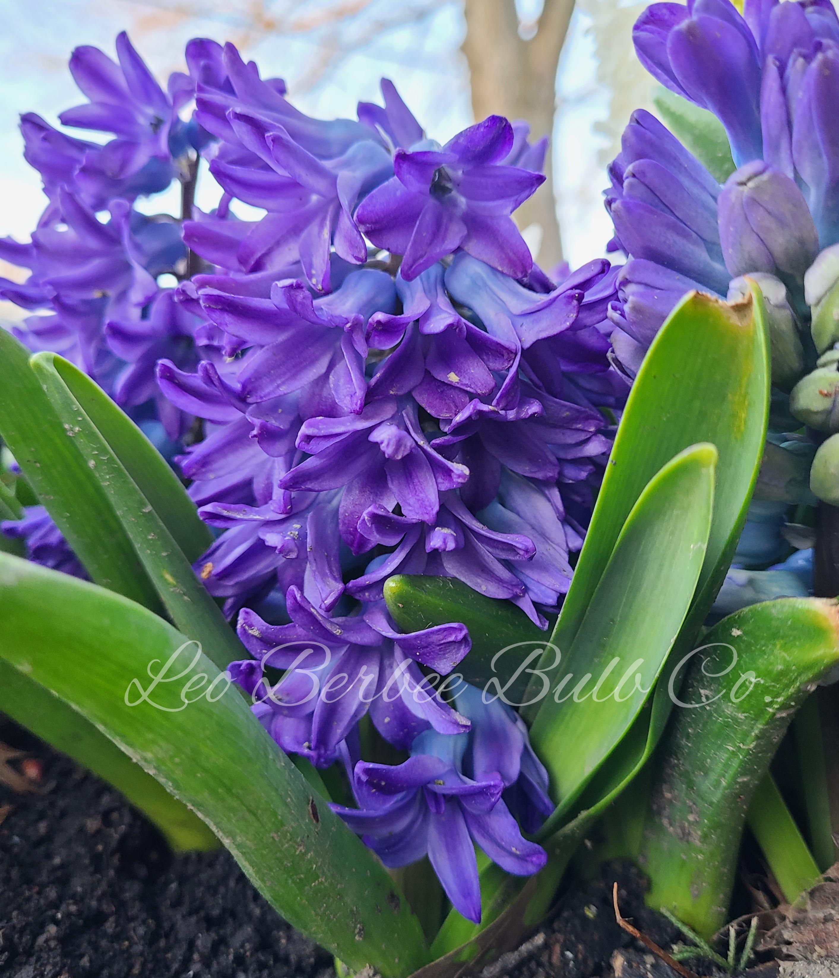 Hyacinth 'Aqua' - Hyacinth - Coming Soon for Fall 2022! from Leo Berbee Bulb Company