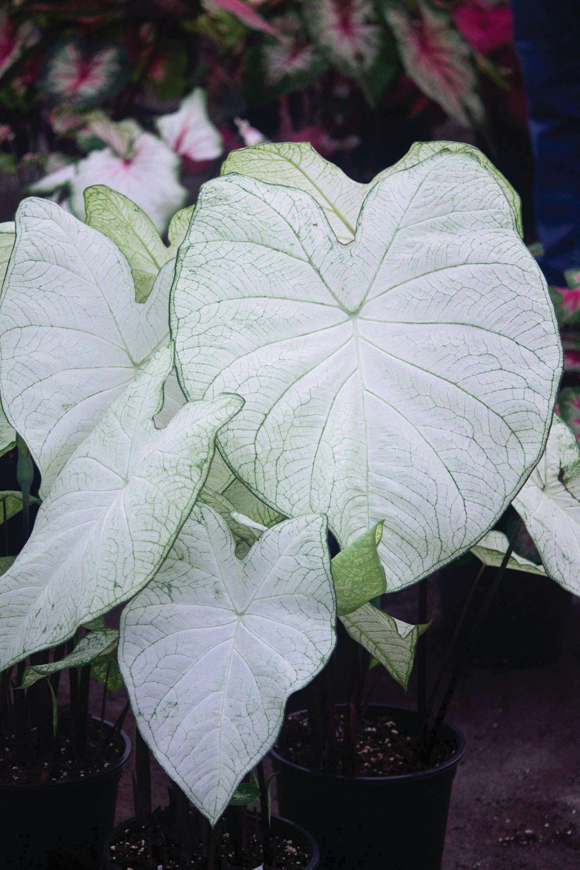 Caladium Fancy Leaf 'Garden White (PP20, 448)' - Caladium from Leo Berbee Bulb Company