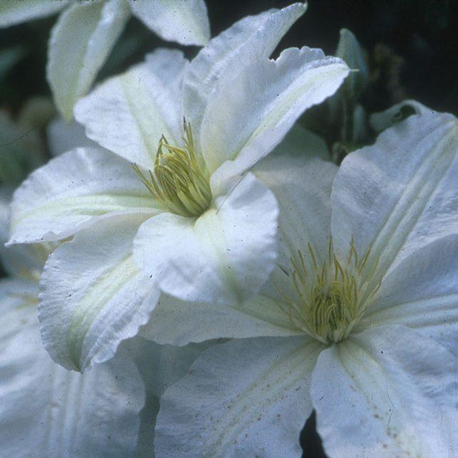 Clematis 'John Huxtable' - Clematis from Leo Berbee Bulb Company