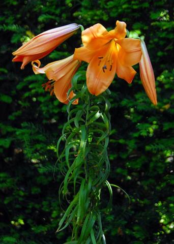 Lilies Asiatic Trumpet African Queen from Leo Berbee Bulb Company