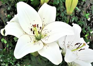 Lilies Longiflorum Asiatic 'Eyeliner' - LA Hybrid Lilies from Leo Berbee Bulb Company