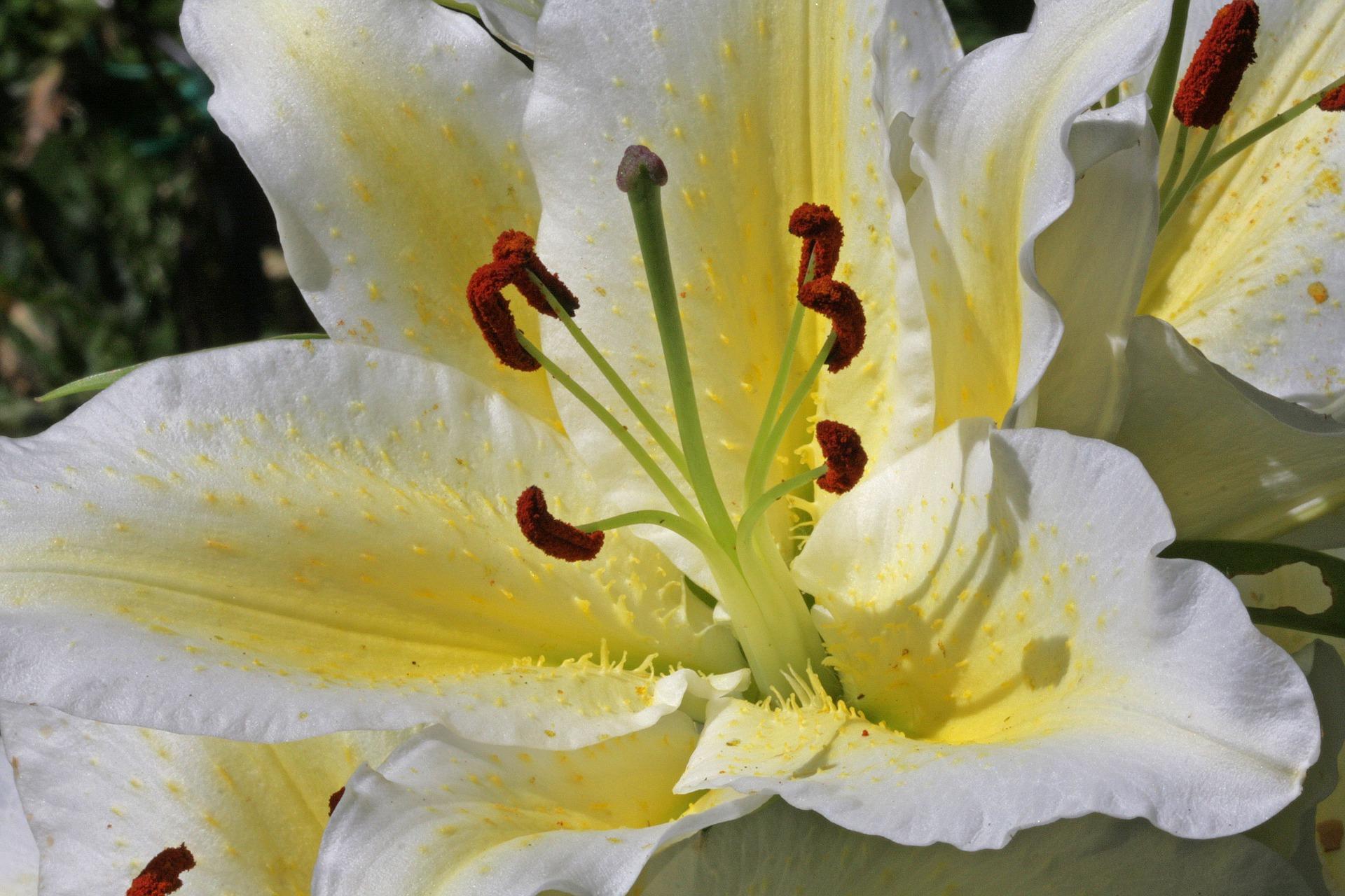 Lilies Oriental 'Golden Romance' - Romance Lilies from Leo Berbee Bulb Company