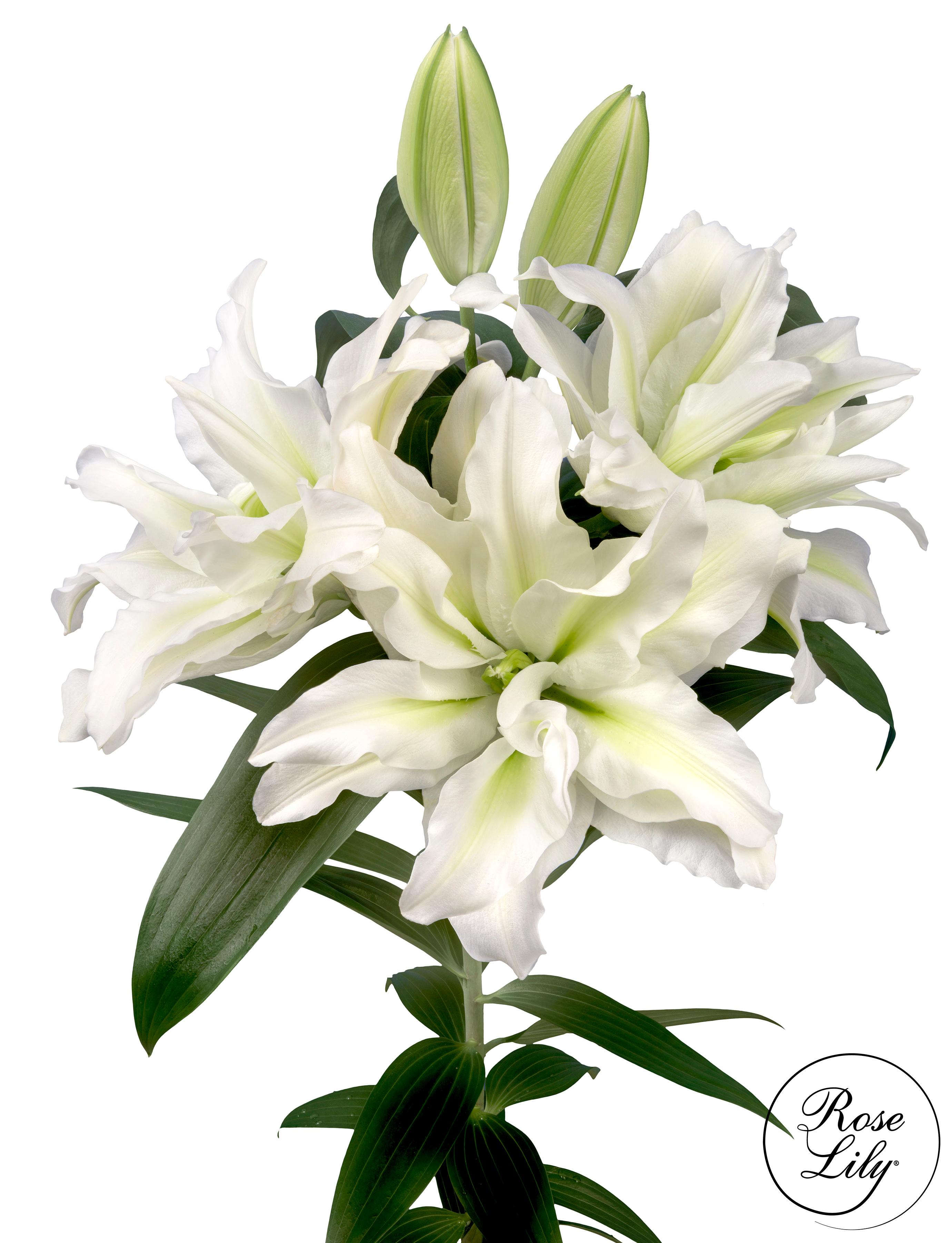 Lilies Double Oriental 'Roselily Aisha' - Double Oriental Lilies from Leo Berbee Bulb Company
