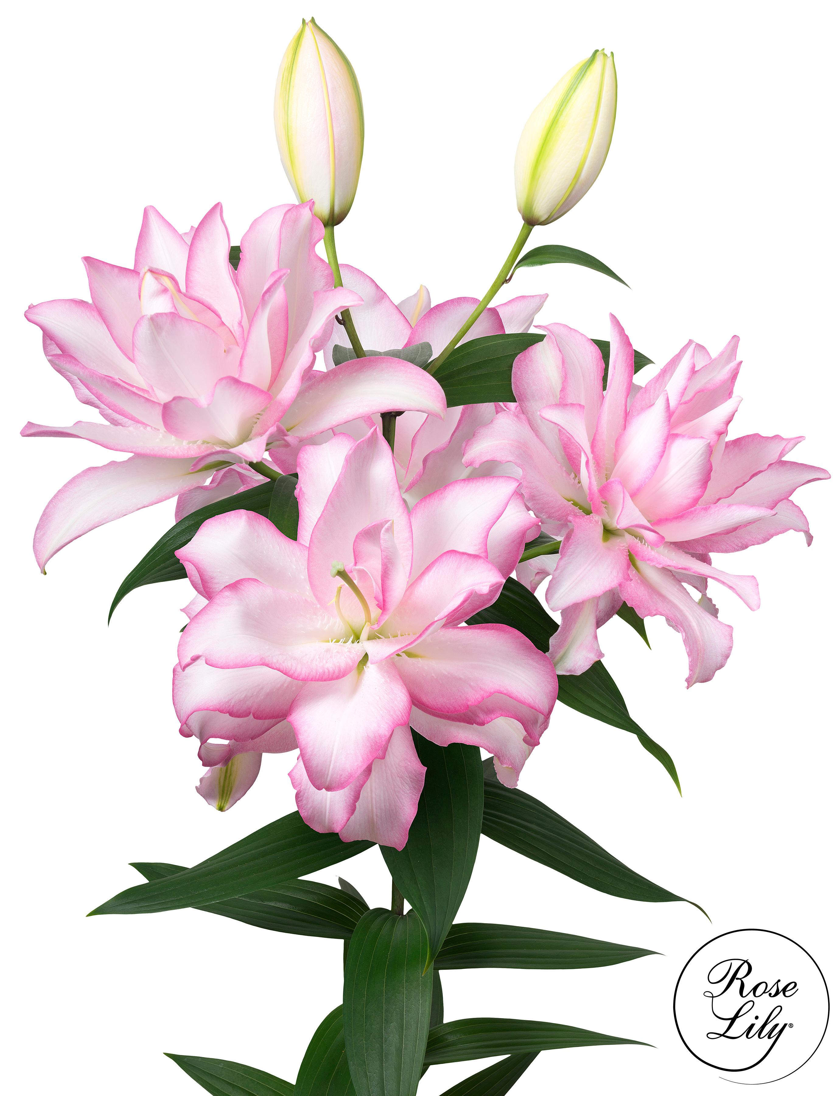 Lilies Double Oriental 'Roselily Anouska' - Double Oriental Lilies from Leo Berbee Bulb Company