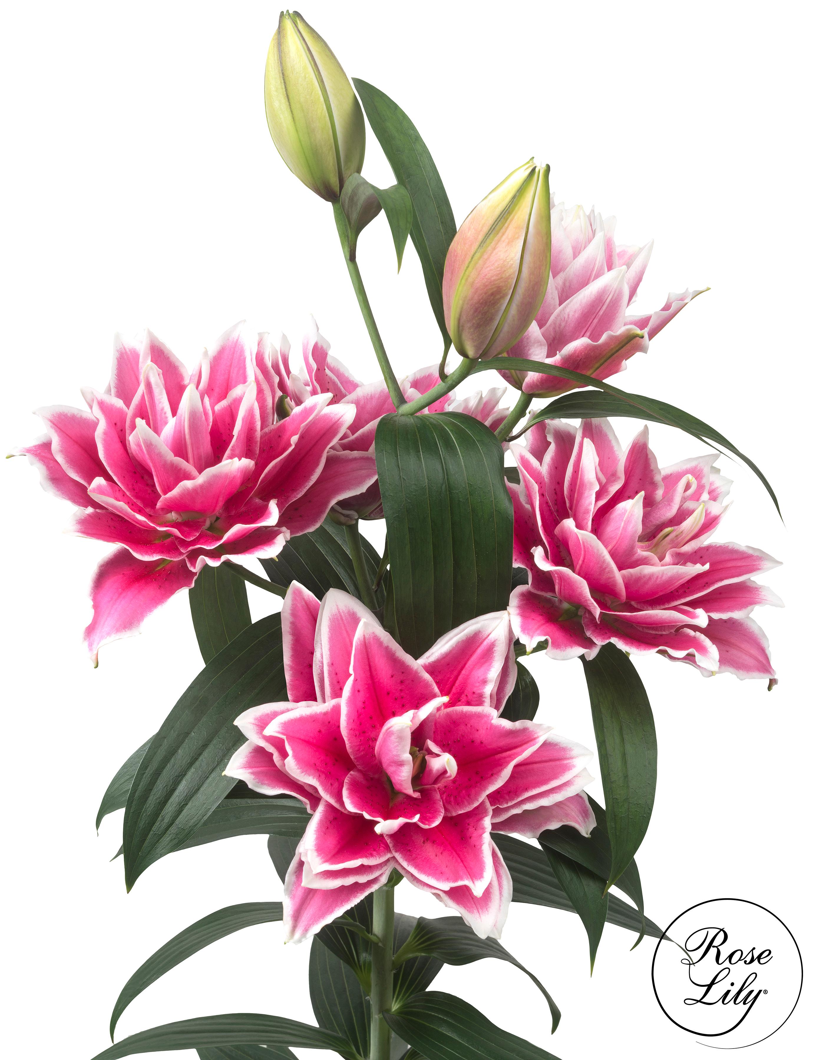 Lilies Double Oriental 'Roselily Samantha' - Double Oriental Lilies from Leo Berbee Bulb Company