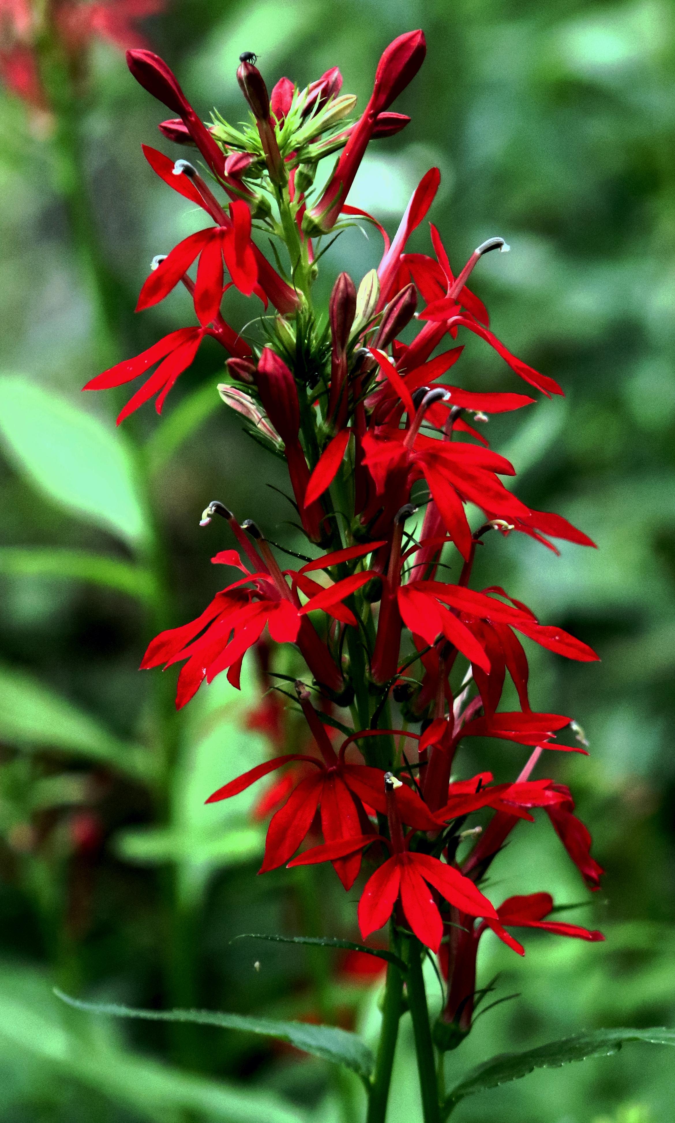 Loblia Carinalis - Cardinal Flower from Leo Berbee Bulb Company